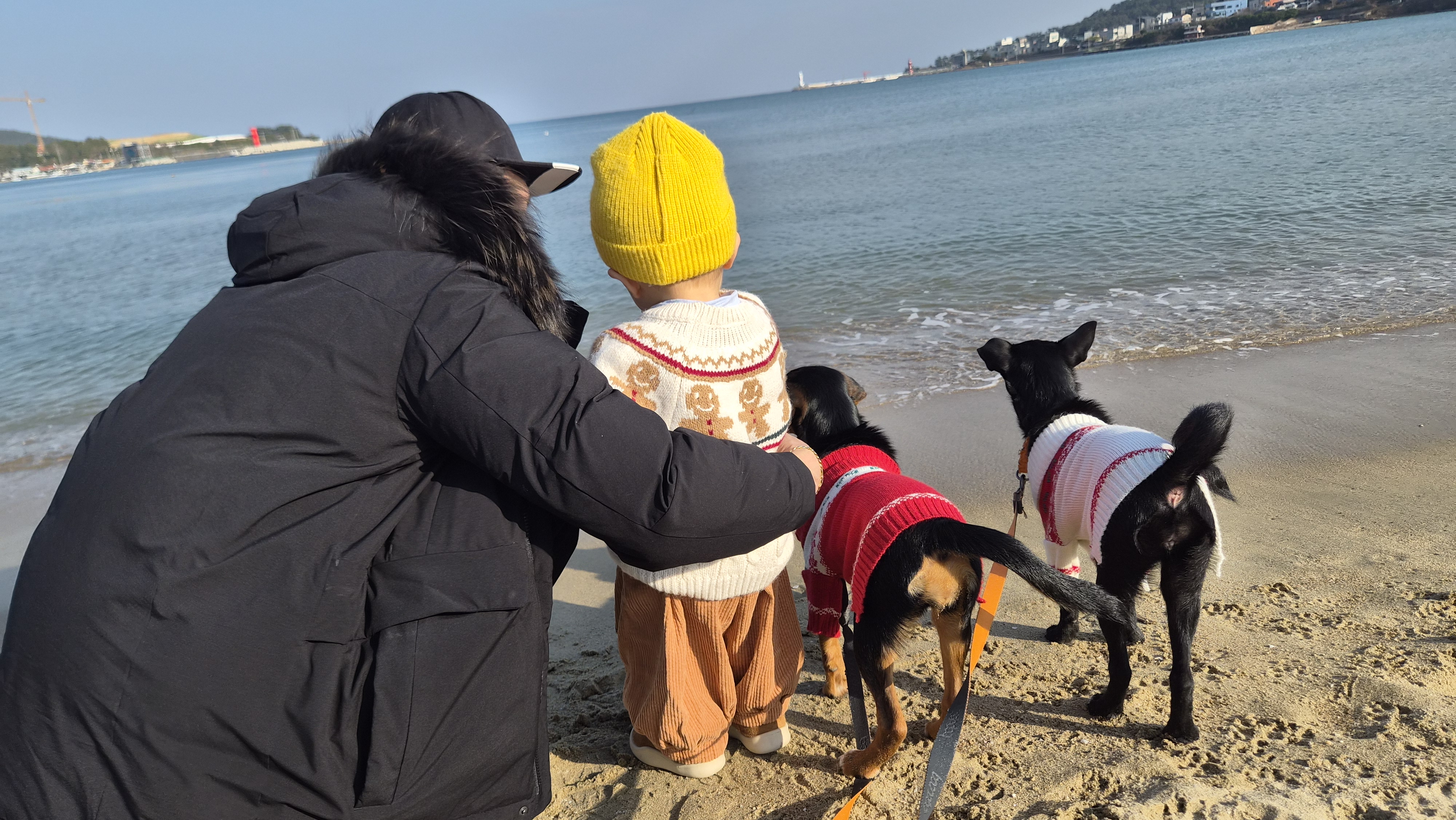 초코 쿠키 입양 3개월