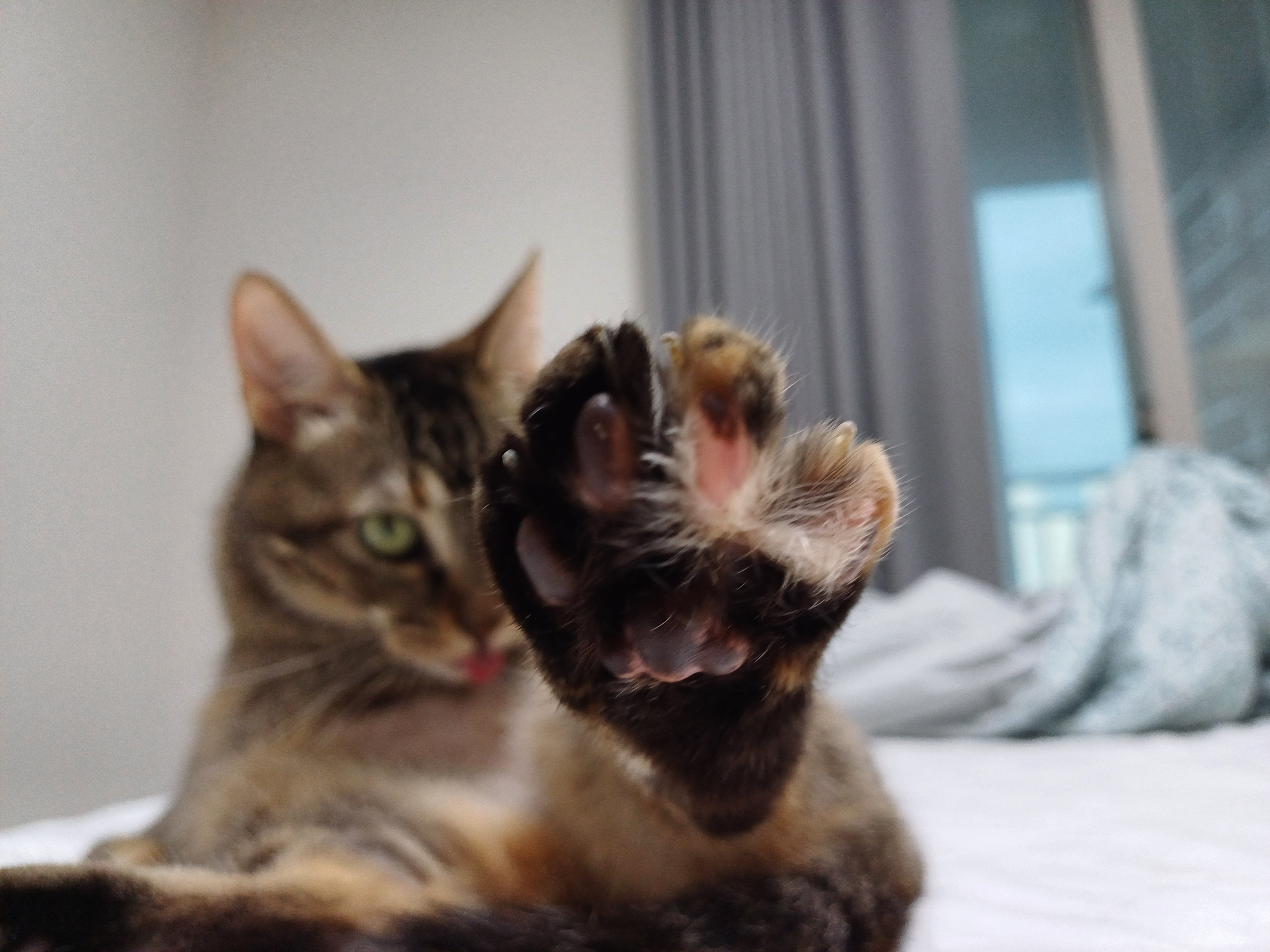 (현)후추 (구)마동이 한달 됐어요!