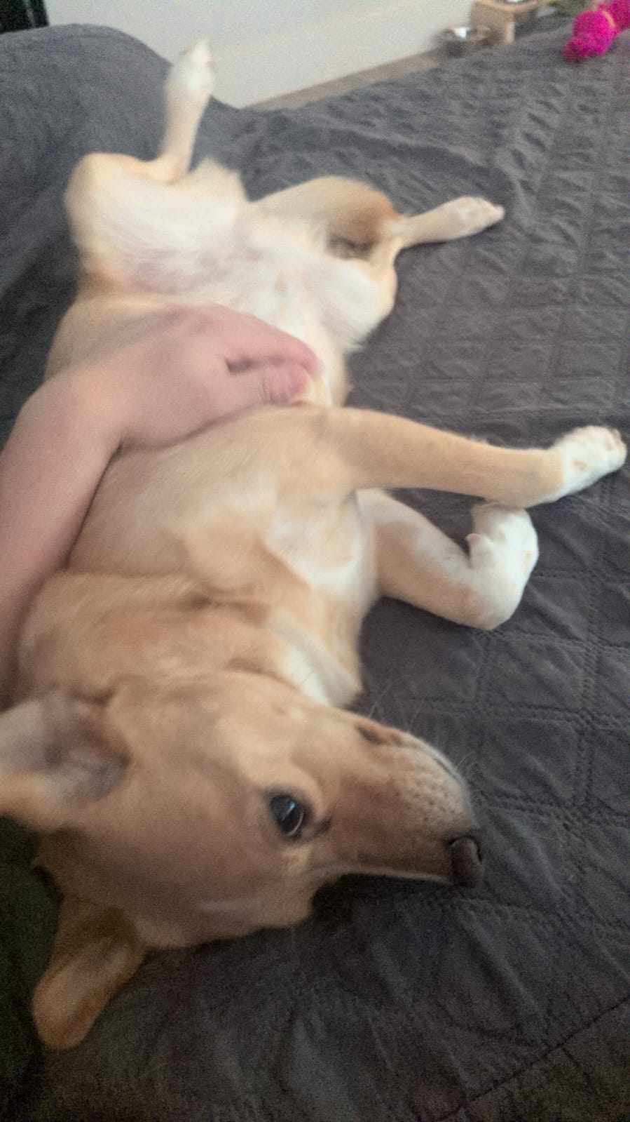 [해외입양] 캐나다 밴쿠버에서 전해온 '일콩이' 소식💌