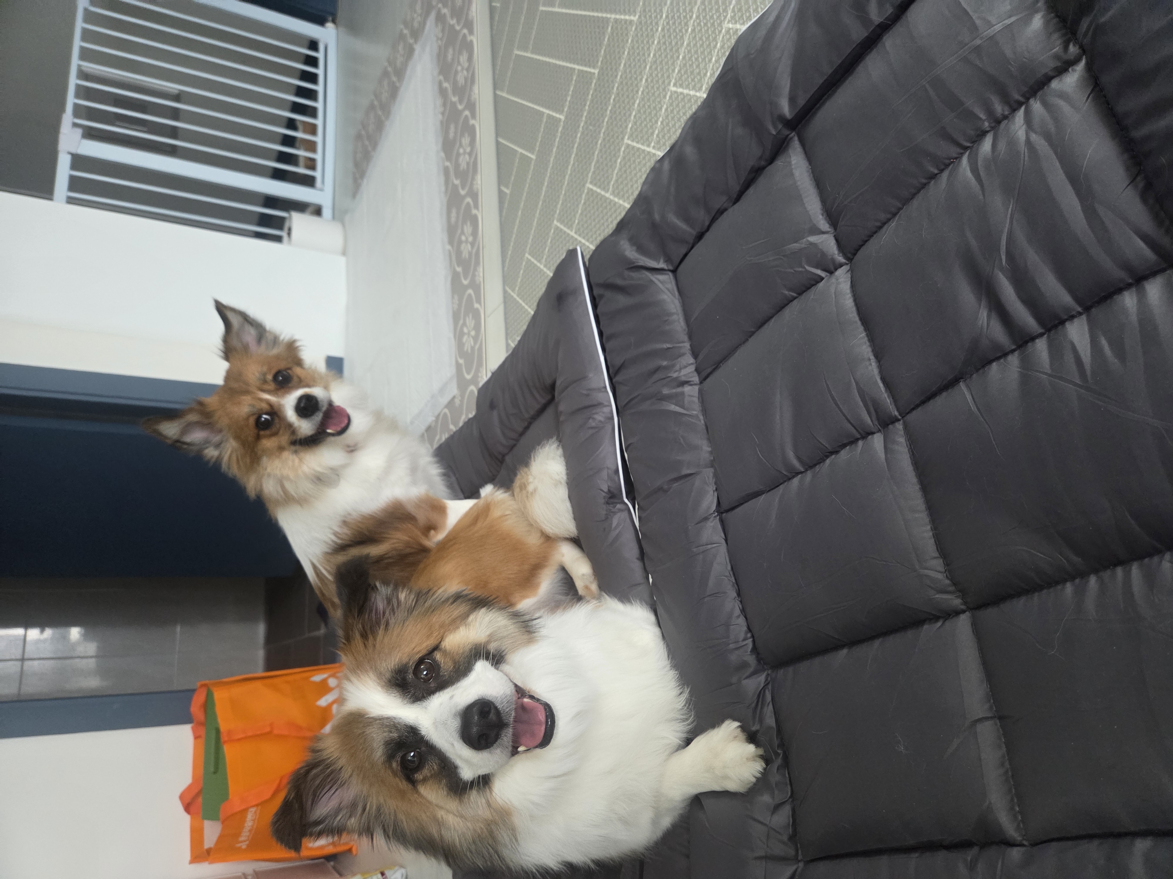 고돌고순(해돌해솔)7일차 