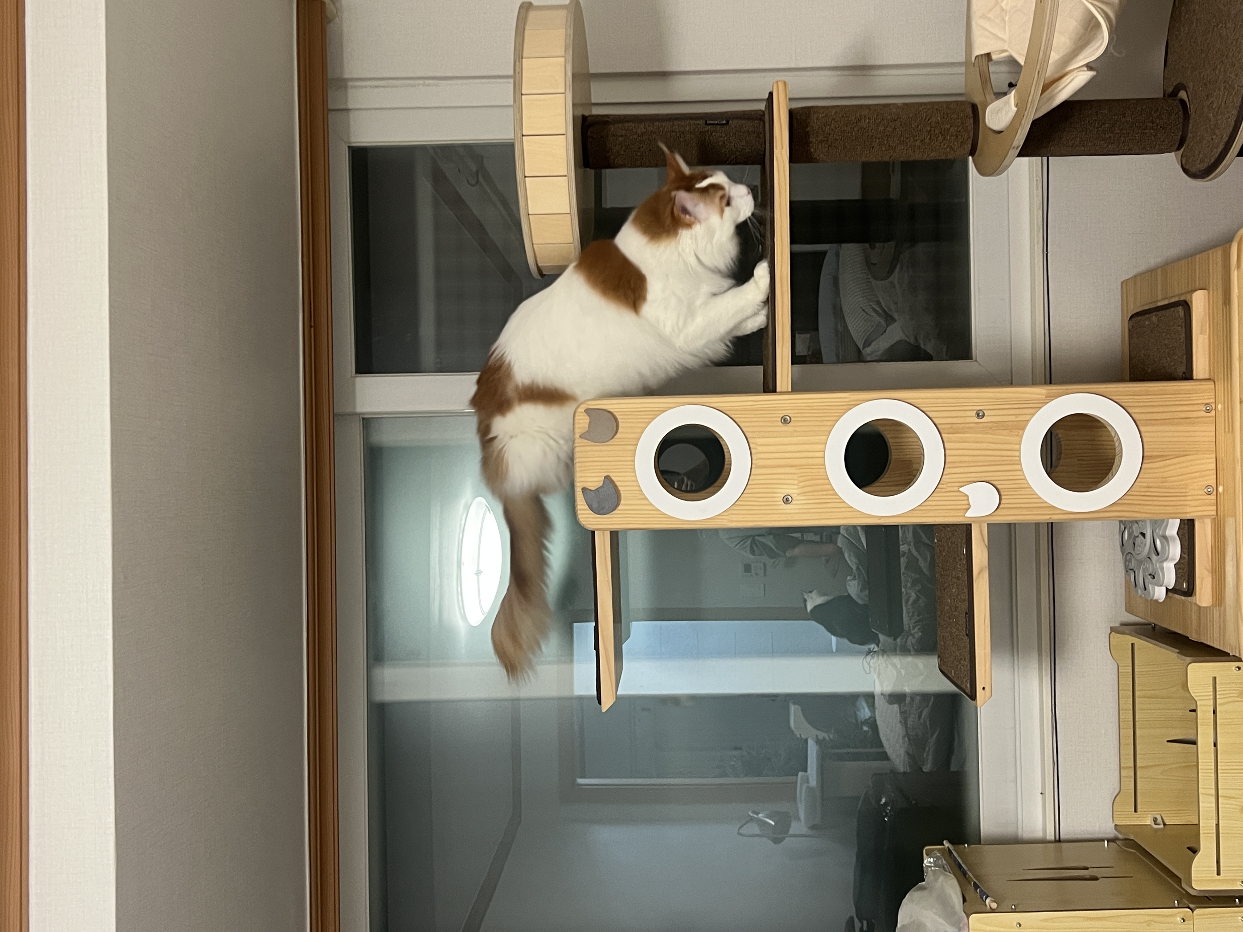 조케타(테리) 2년차 입양후기