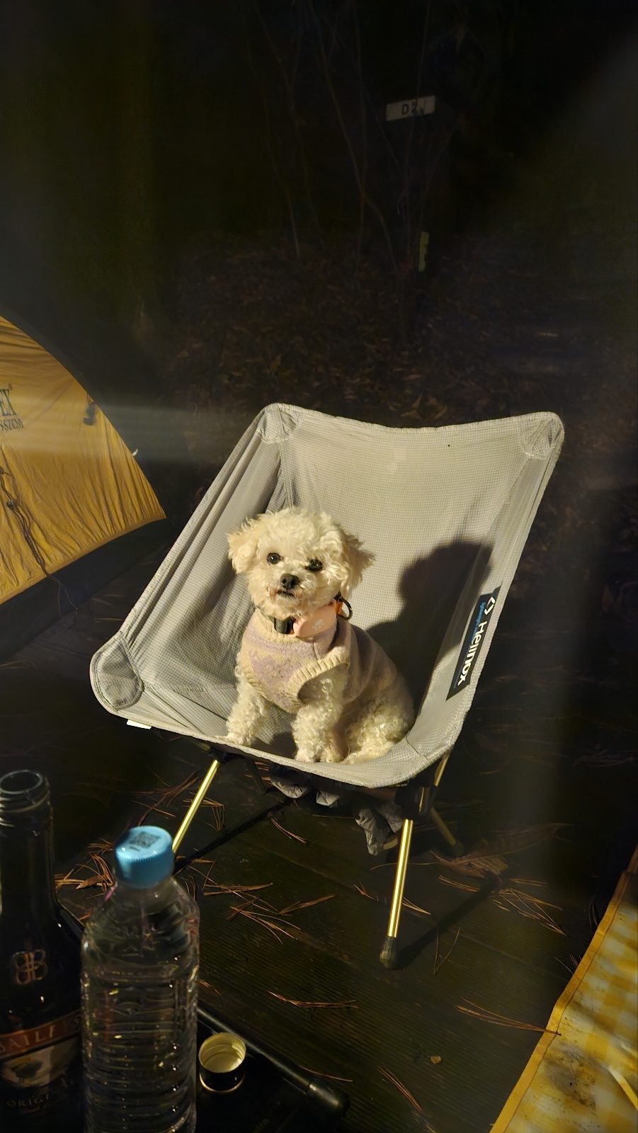 세나 임보 일주일차 후기