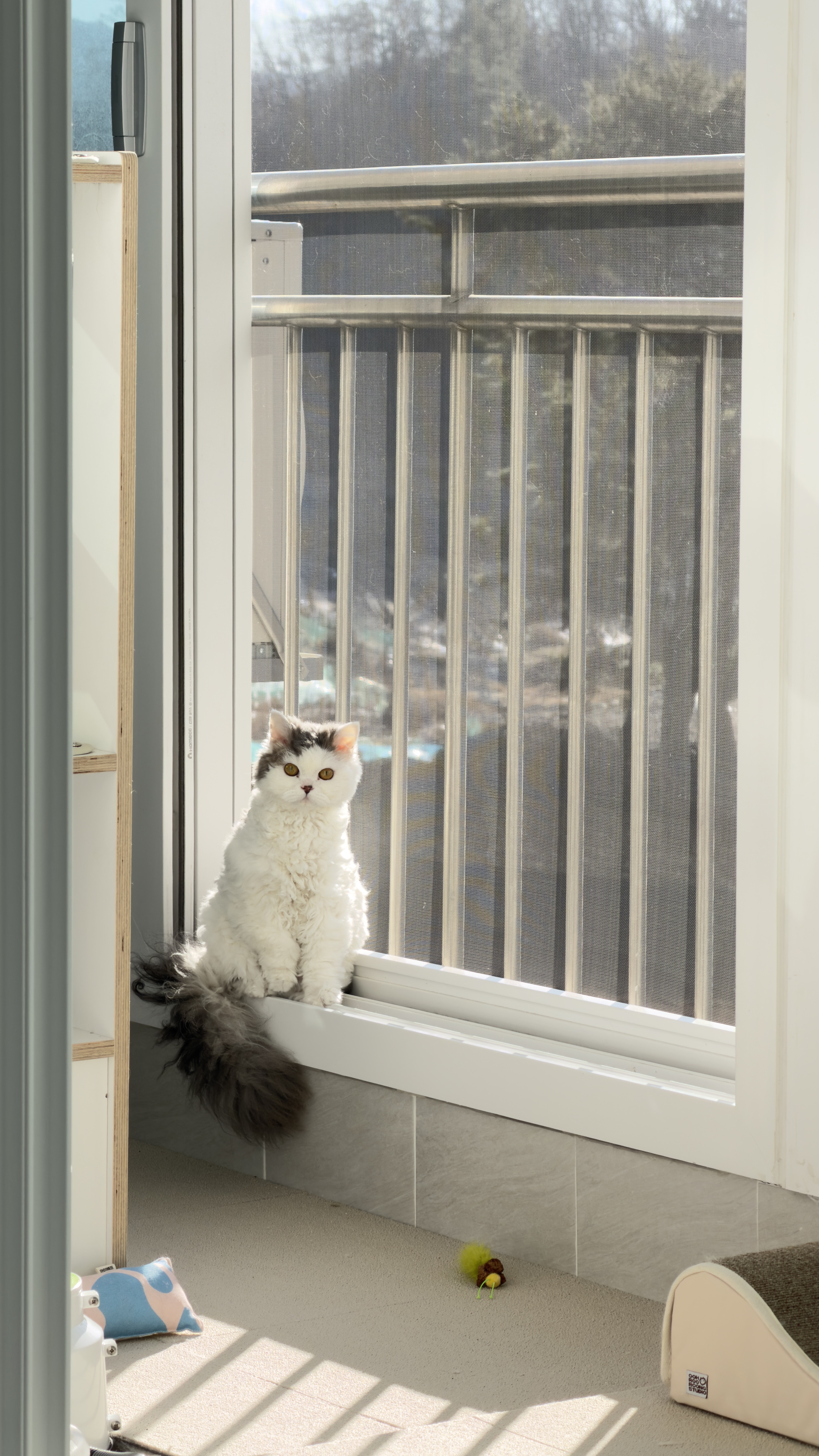 가루(구 루루) 입양 6개월차🩶