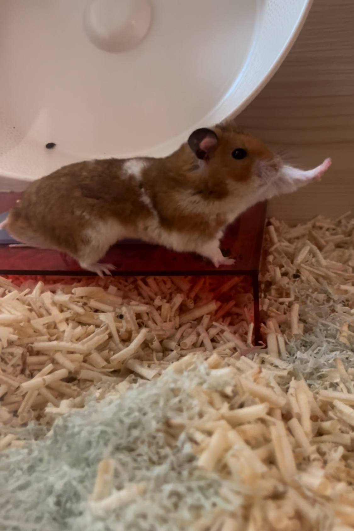 온햄이가 떠났어요