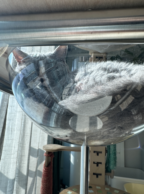 페퍼의 3개월 이야기