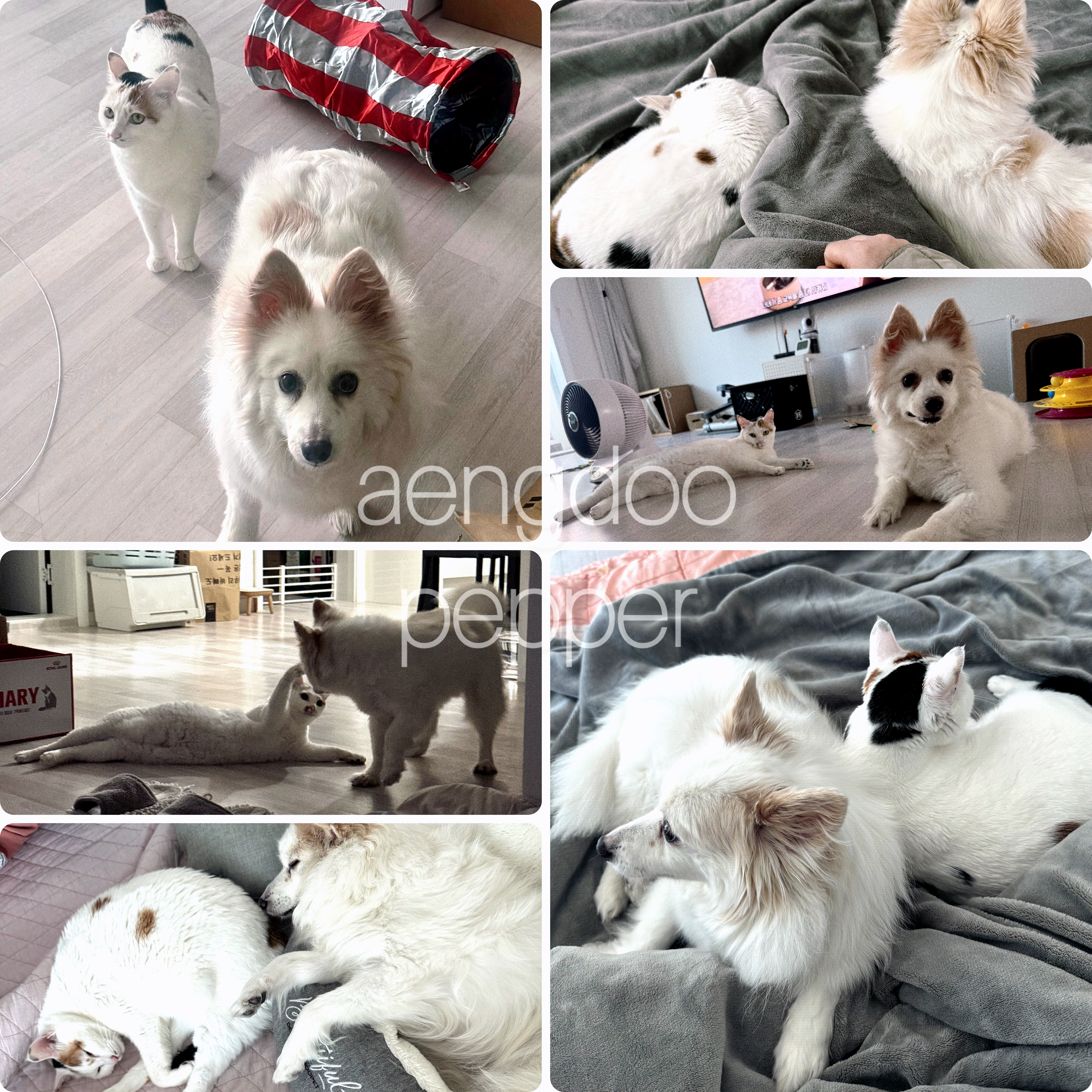 ❤️앵두와 함께한지 벌써 5년❤️