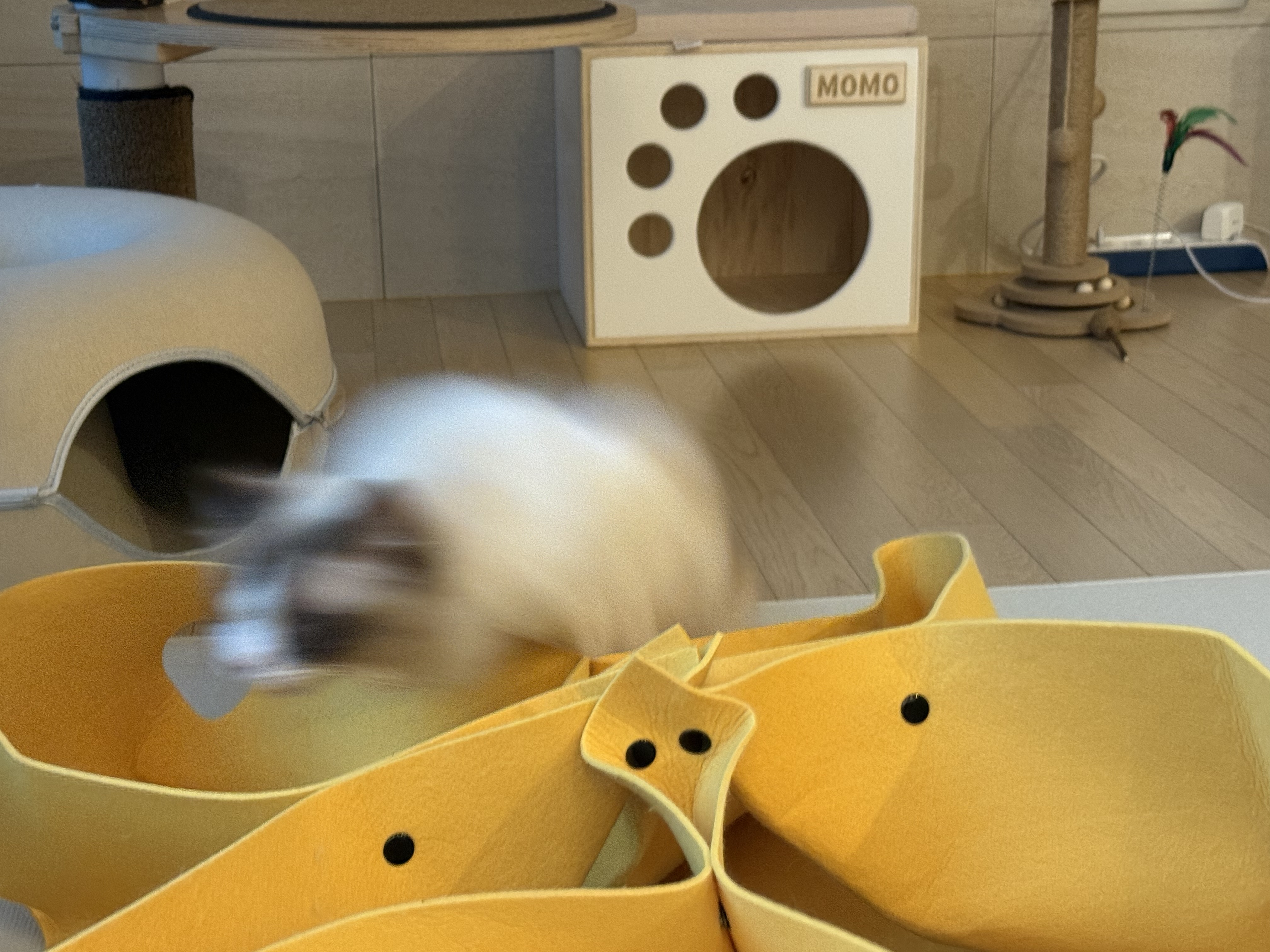 조금 늦은 모모(마찌) 입양 한달차 후기에요