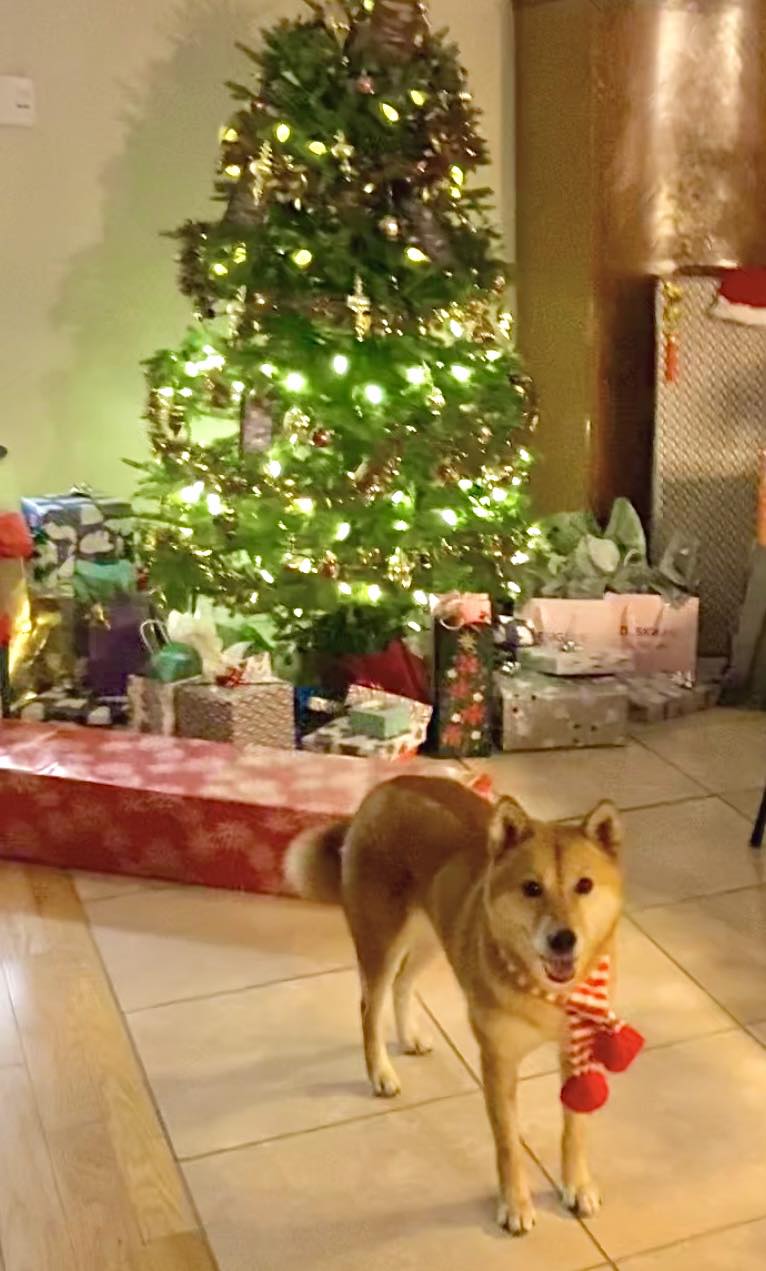[해외입양] 캐나다 몬트리올에서 전해온 '삼금이' 소식💌