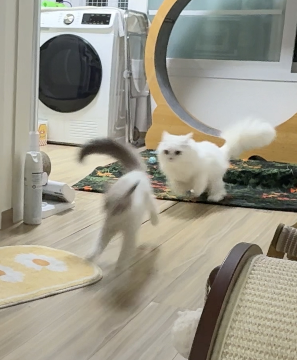 고로롱과의 한달:) <울산 구조묘 동둘이>