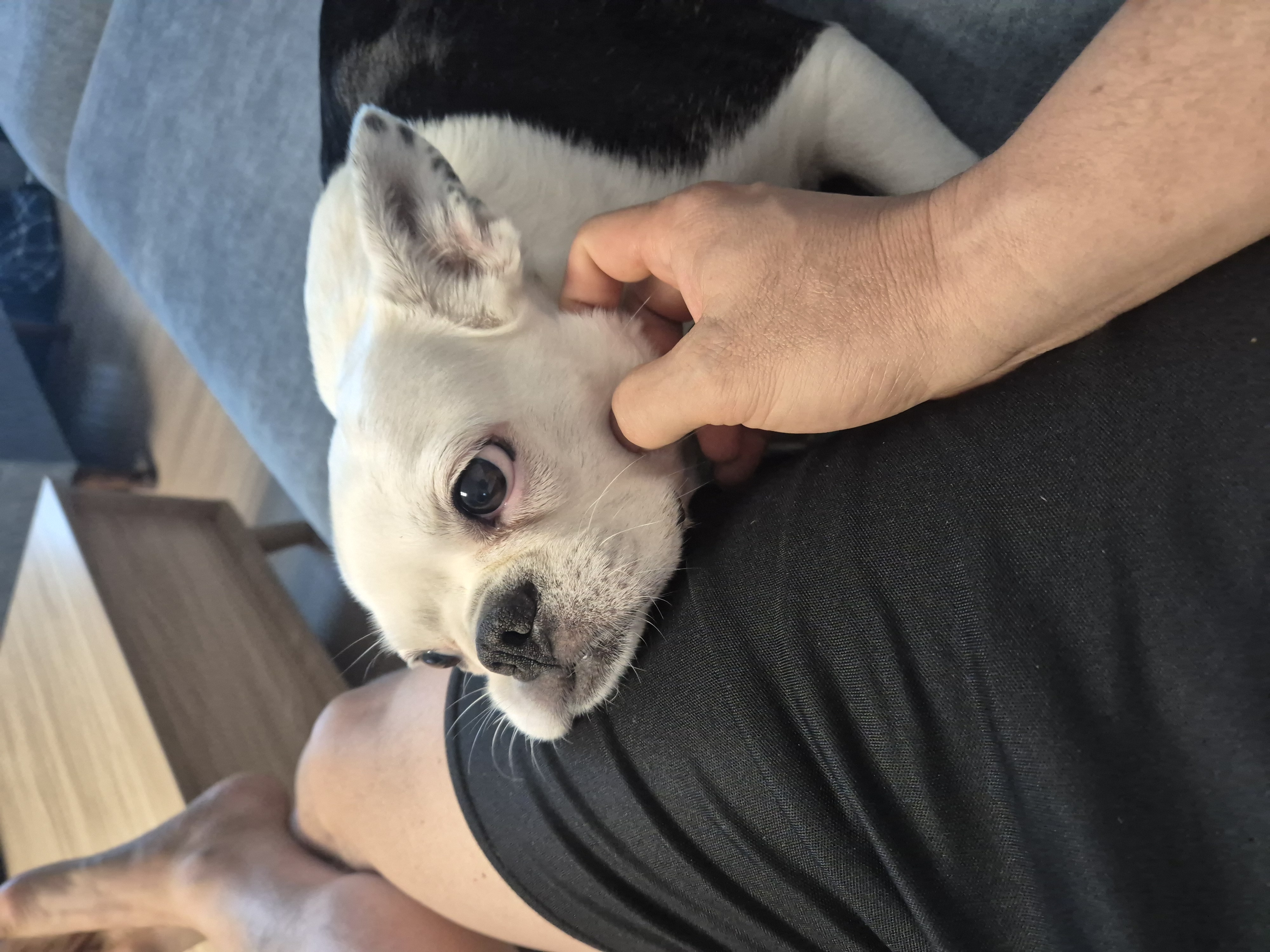 애둥이 근황