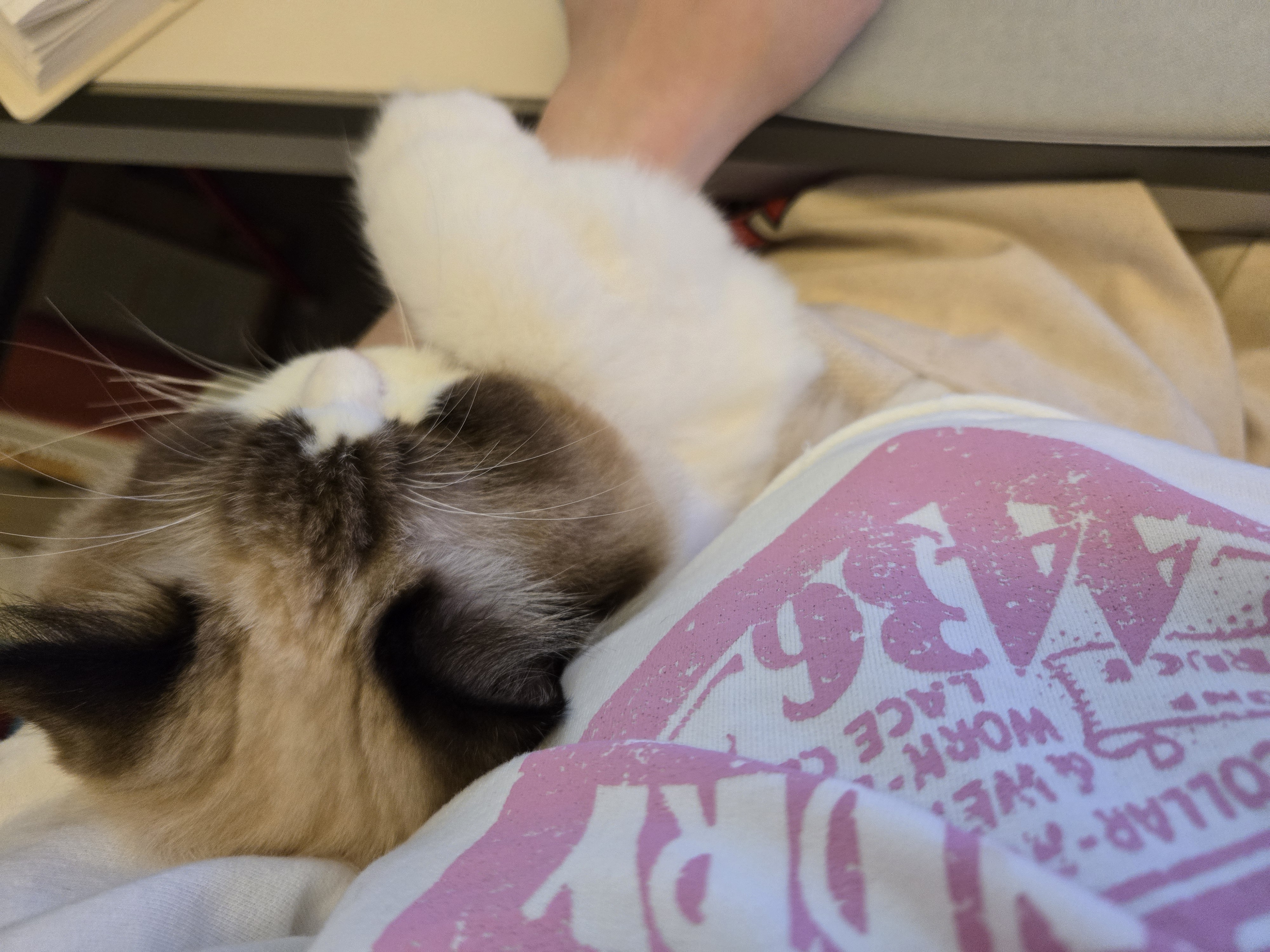 미야오(마시) 동자연에 활동가분들과 동물친구들 메리크리스마스♡