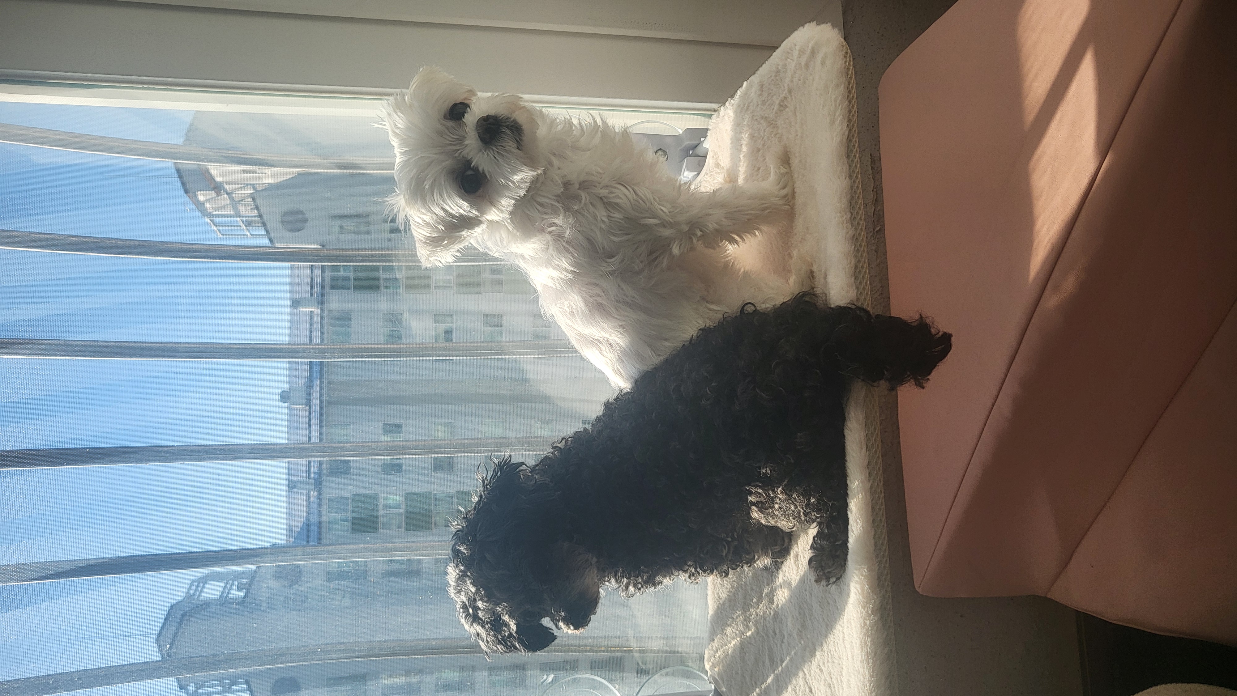 임보왔던 콩자 울집식구됐어요^^