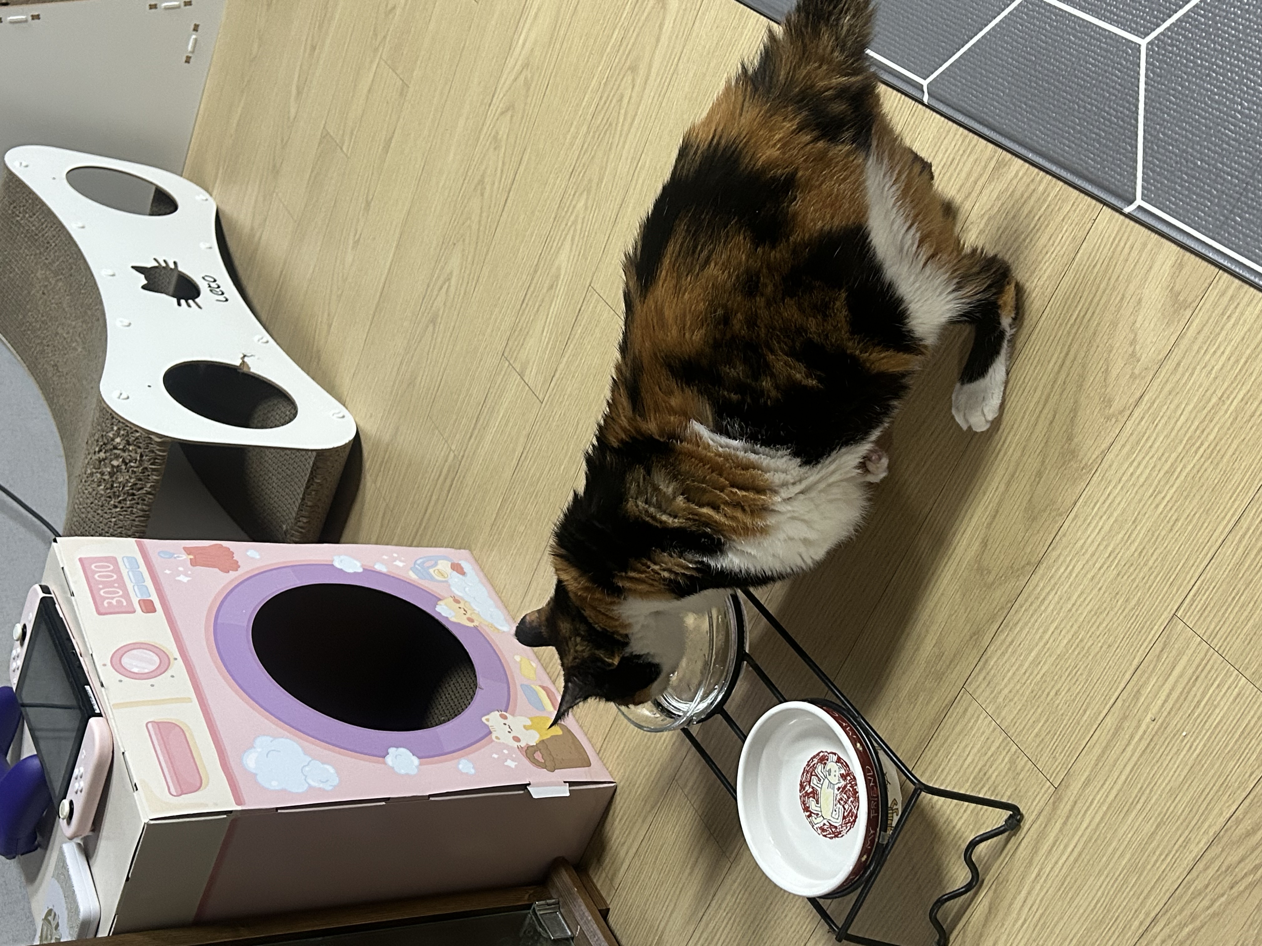 달이가 됀 달냥이