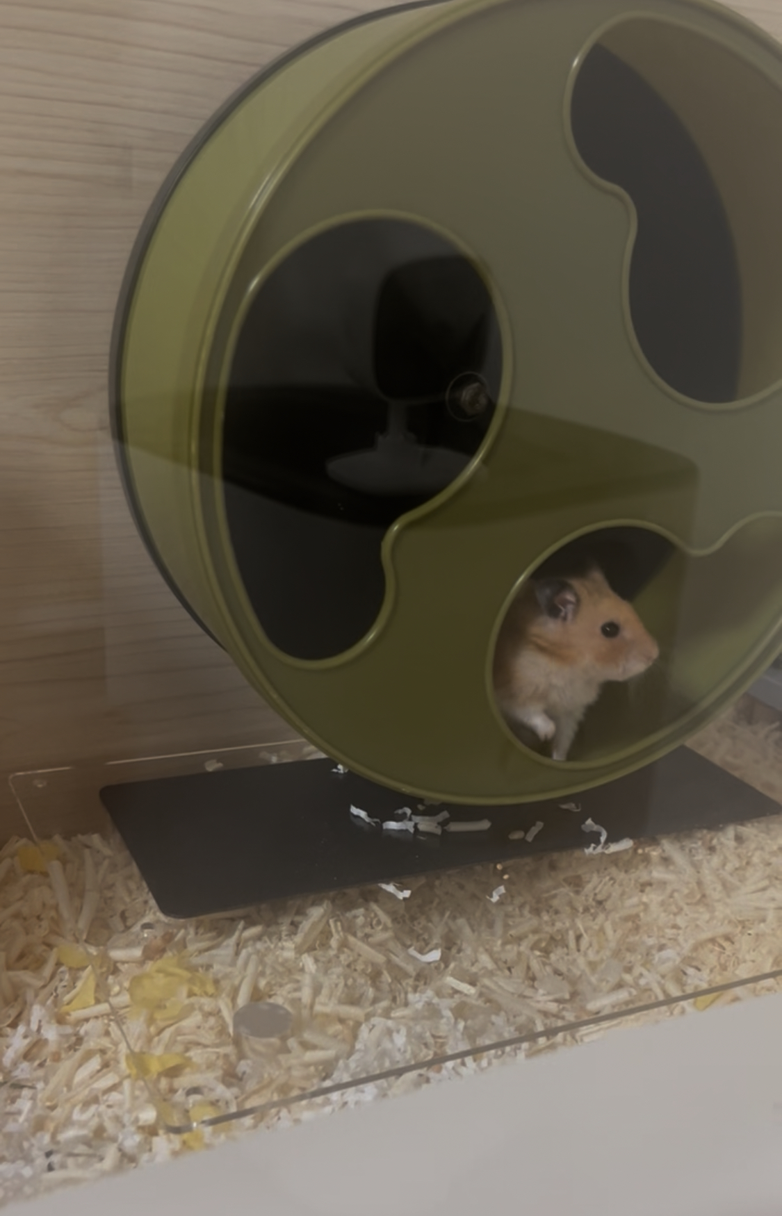 온햄이가 떠났어요