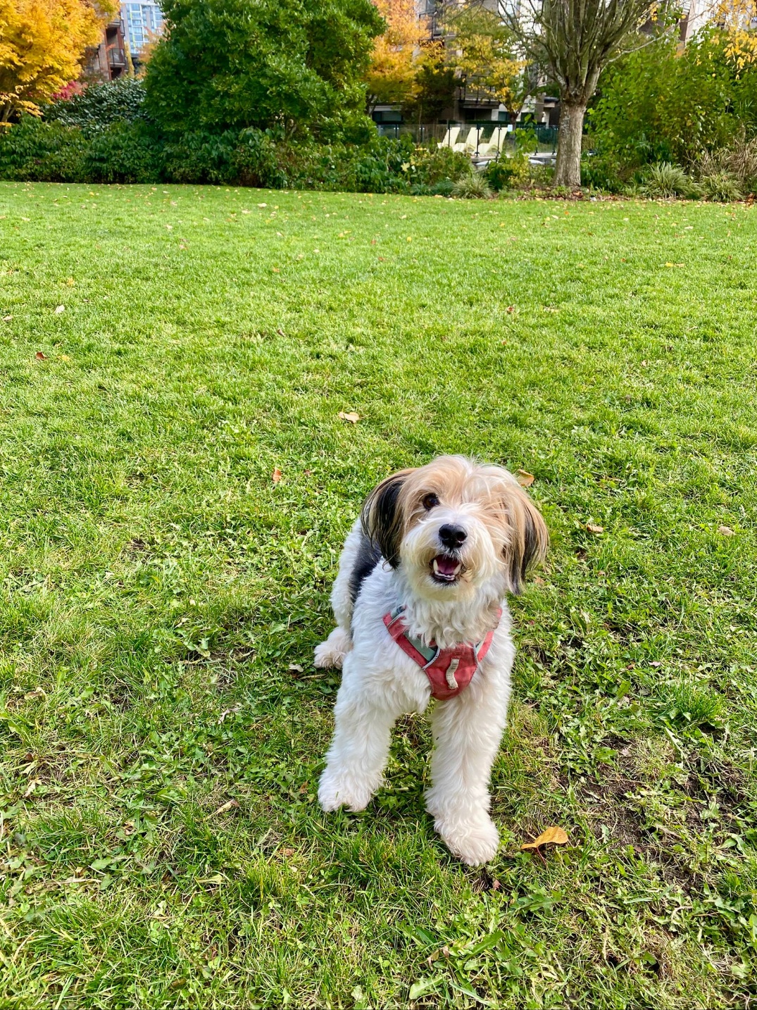 [해외입양] 캐나다 밴쿠버에서 전해온 '다정이' 소식💌