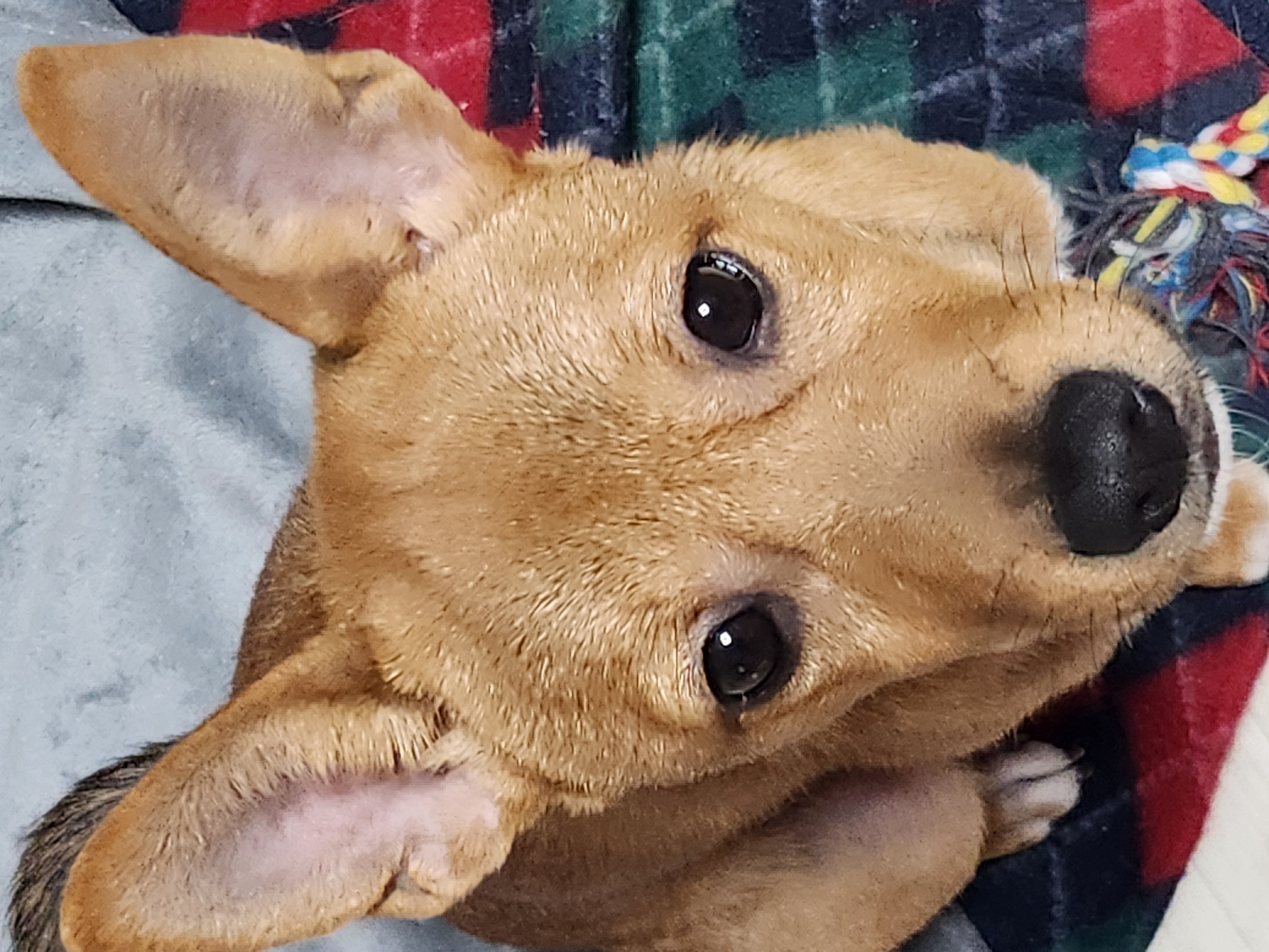 수온(구.다다) 입양 3개월, 생후 5개월 모습