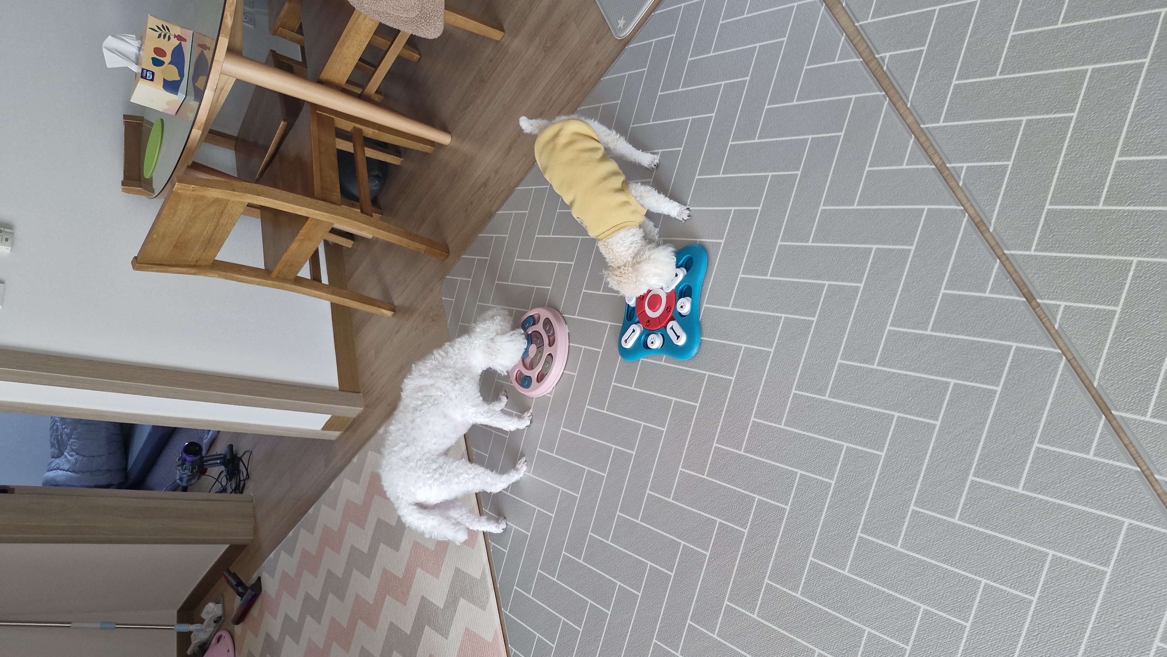 루아(구 양양이)가 가족이 된지 2년 되었어요.