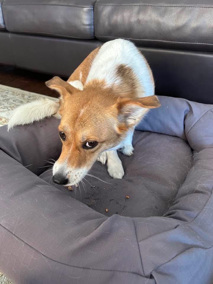 [해외입양] 캐나다 토론토에서 전해온 '마무와 해민이' 소식💌