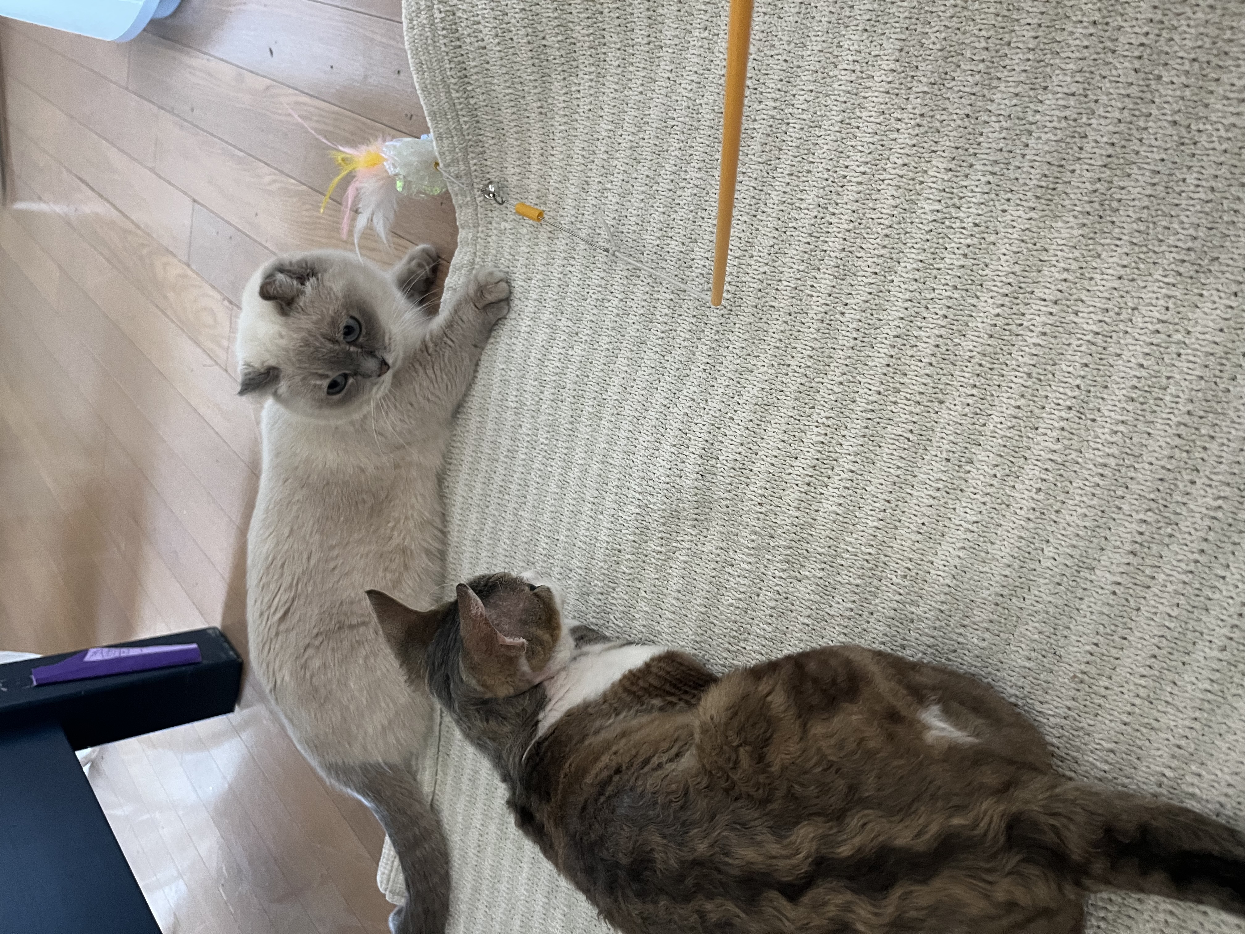 버찌(하츄)와 함게한 3개월입니다