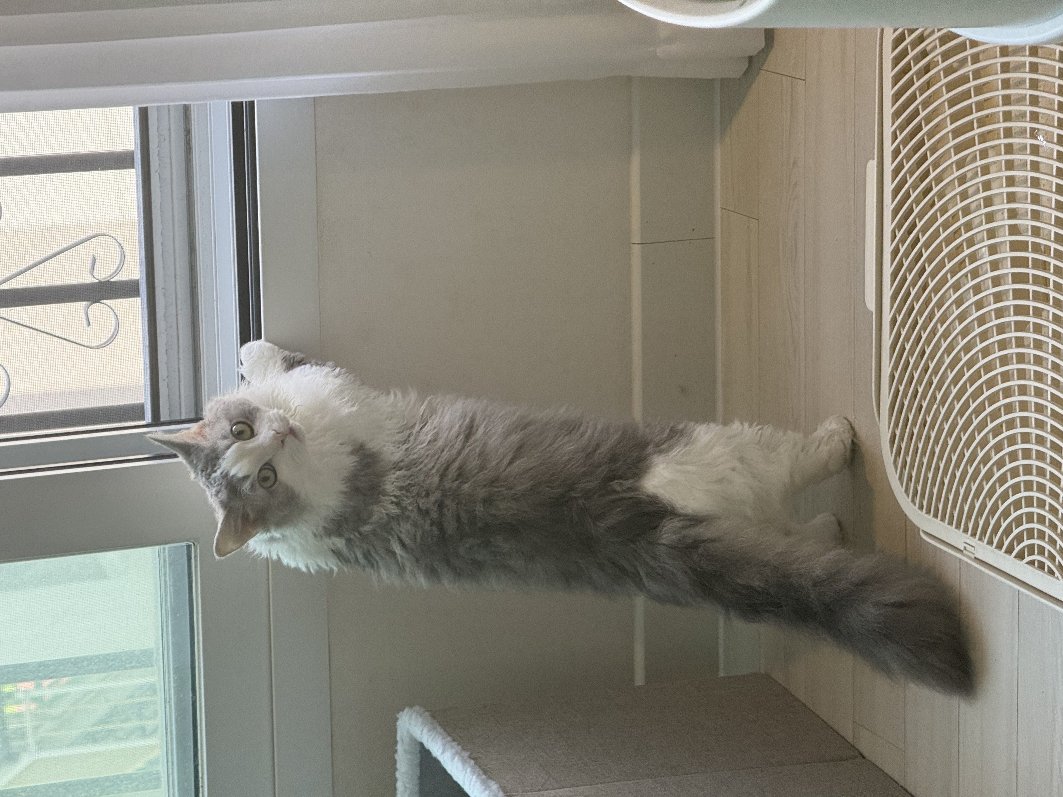 천사냥 단비(울산번식장 구조묘 몽땅이)와 6개월차 동거 후기