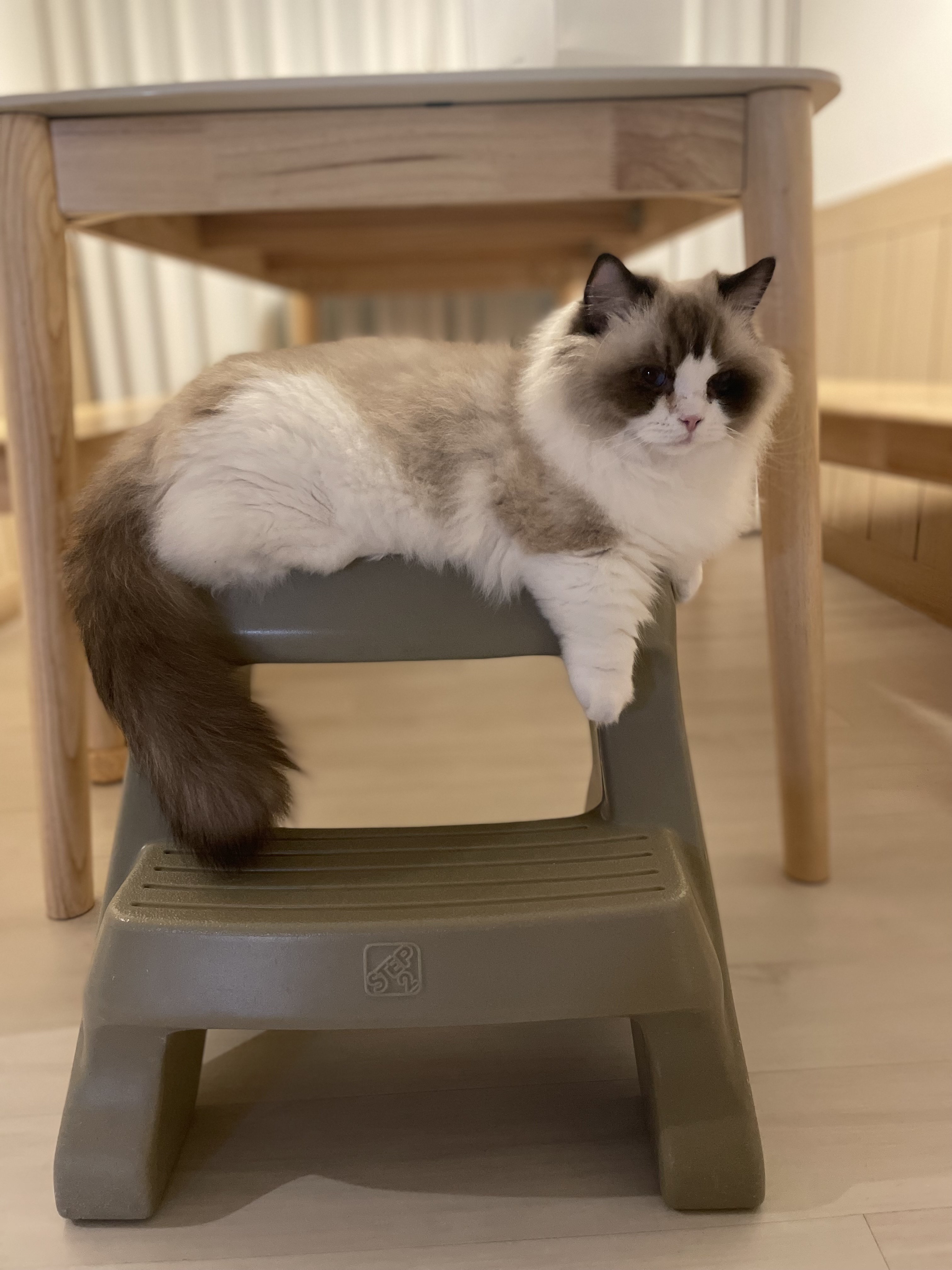 춘식(마루미)이 입양 일주일