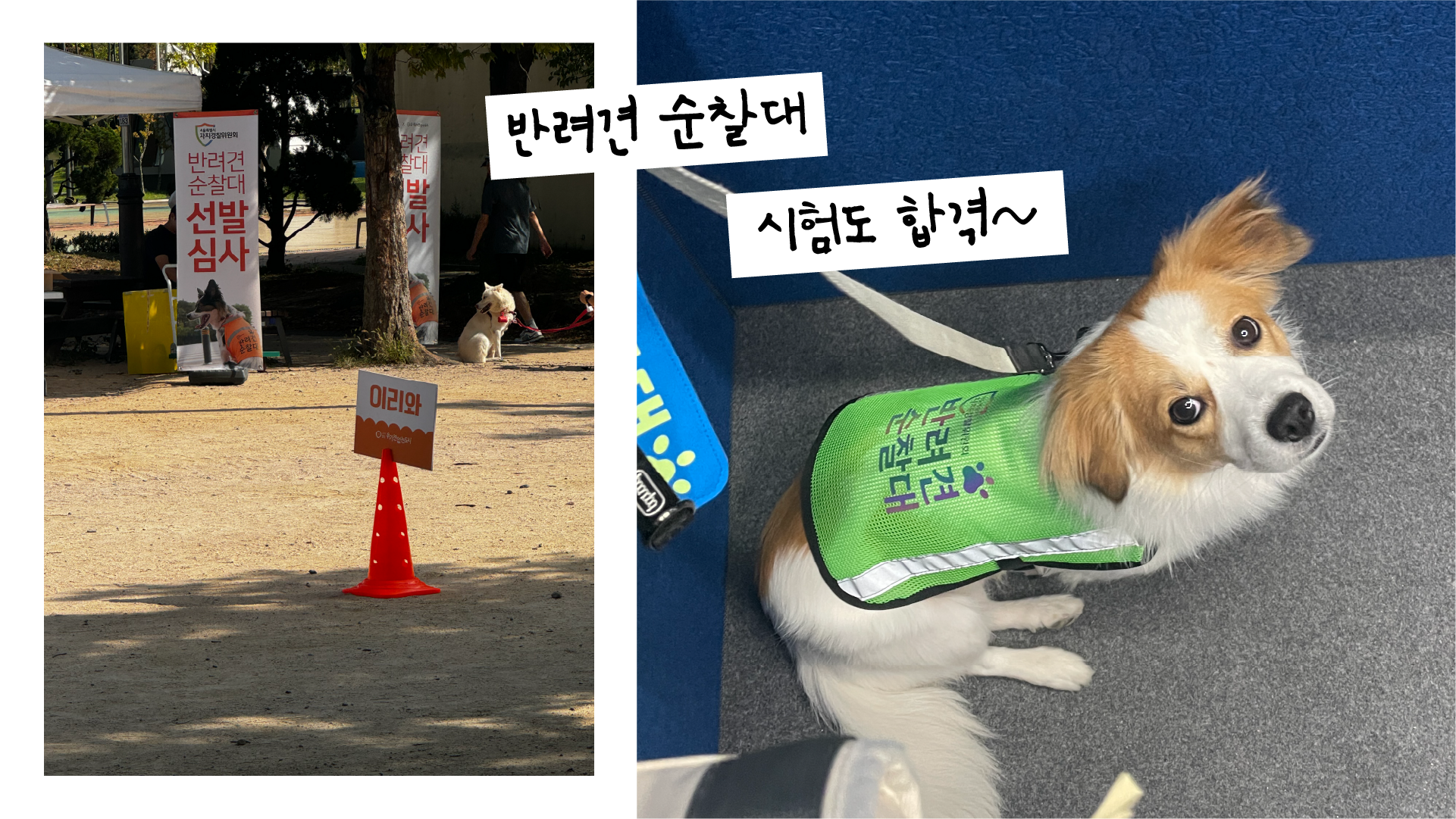 해치 입양 2년