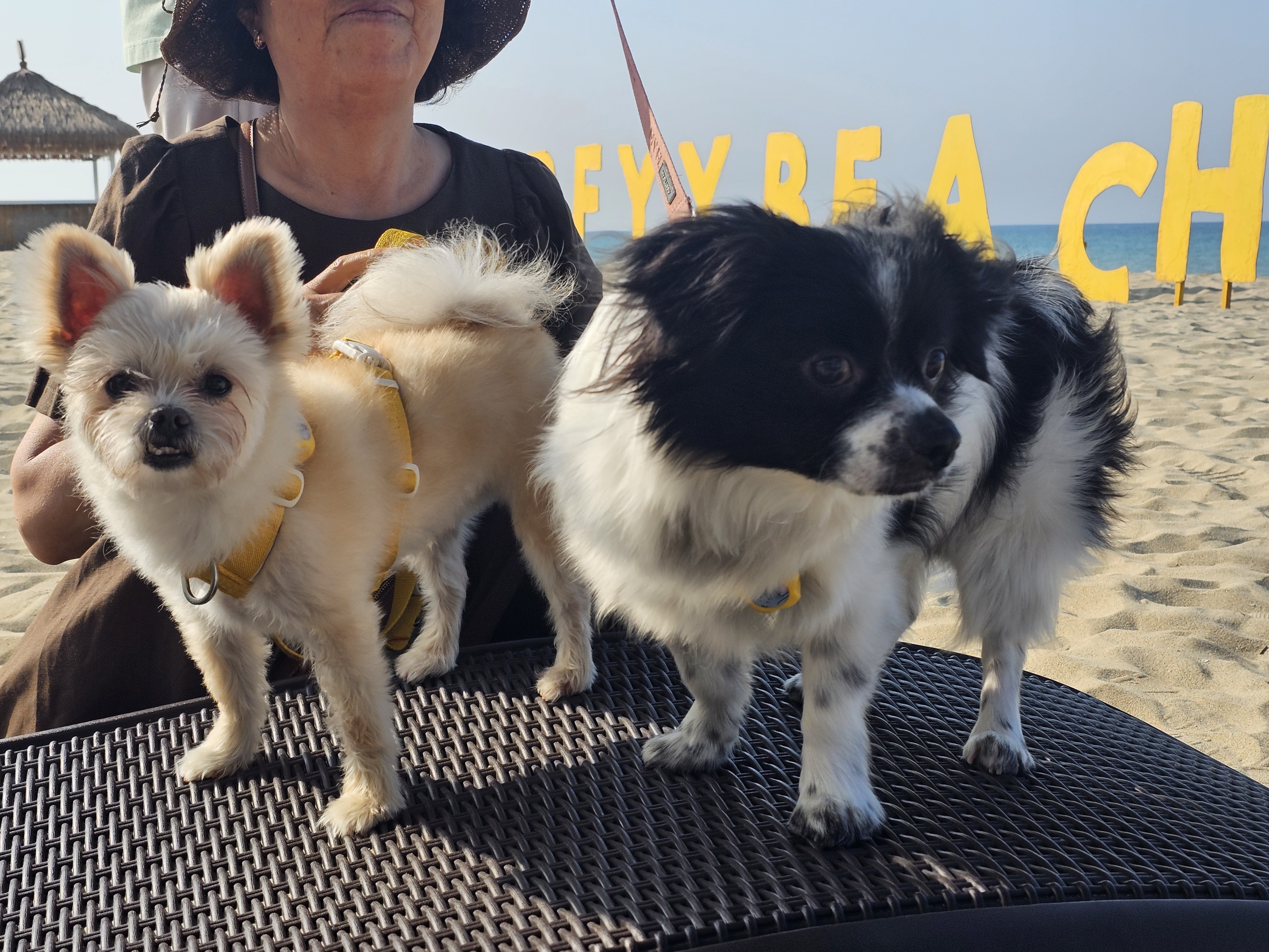 소중한 가족 두식이(구 엘디)3년 후기