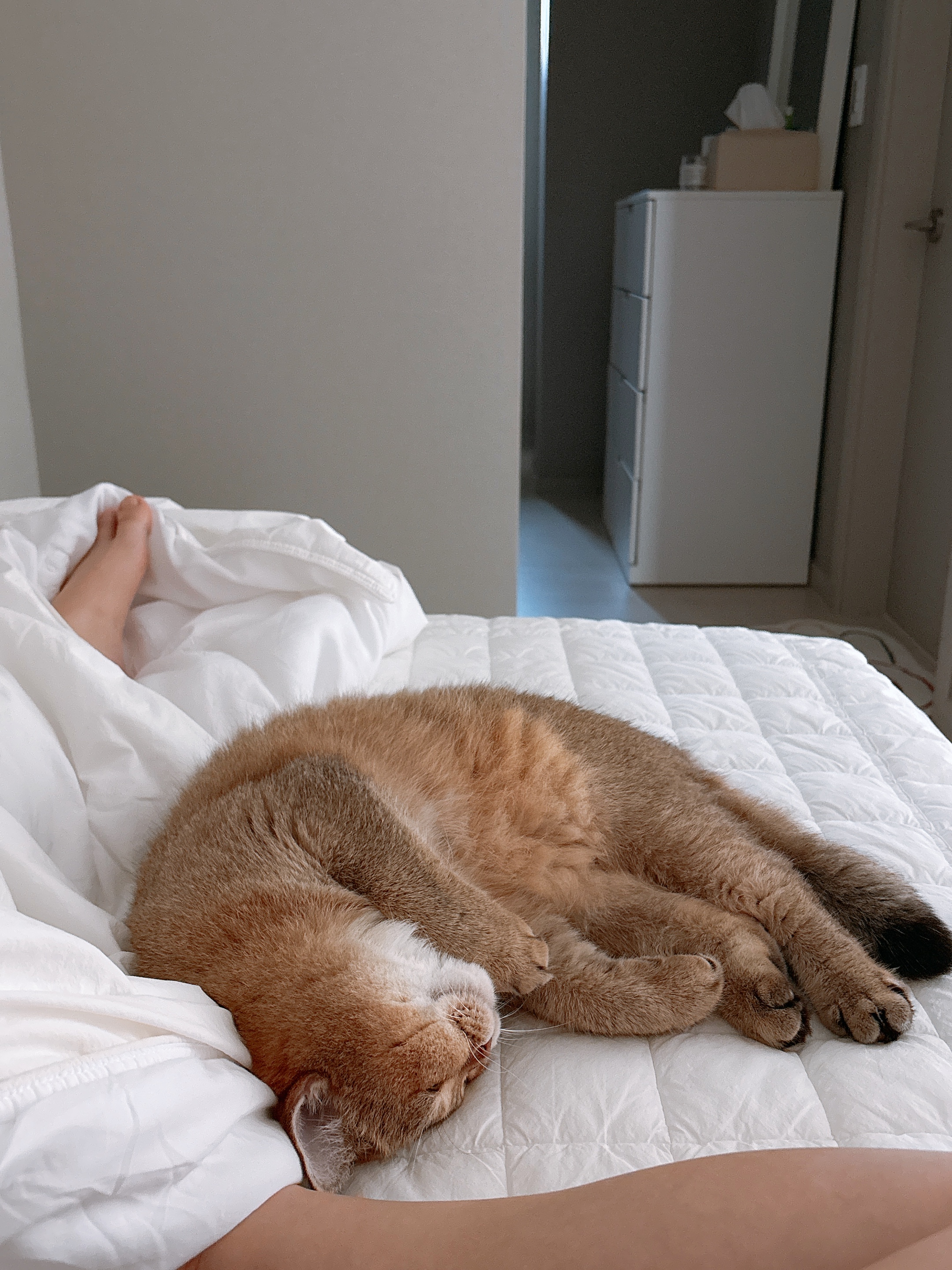 두두 (구 삼월이) 일주일 후기🧡