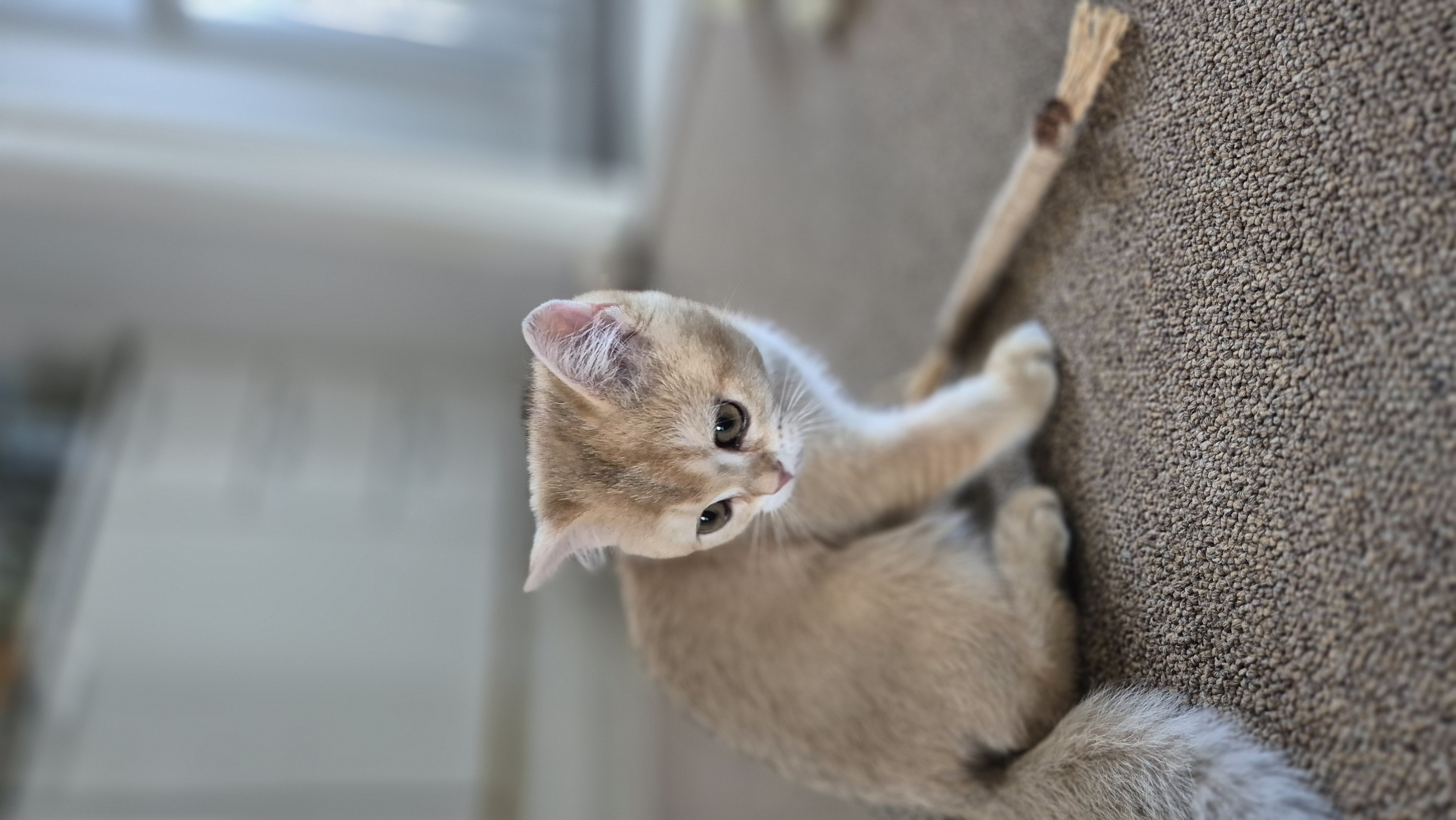 나나&무무(가필드&미가) 가족된지 한달