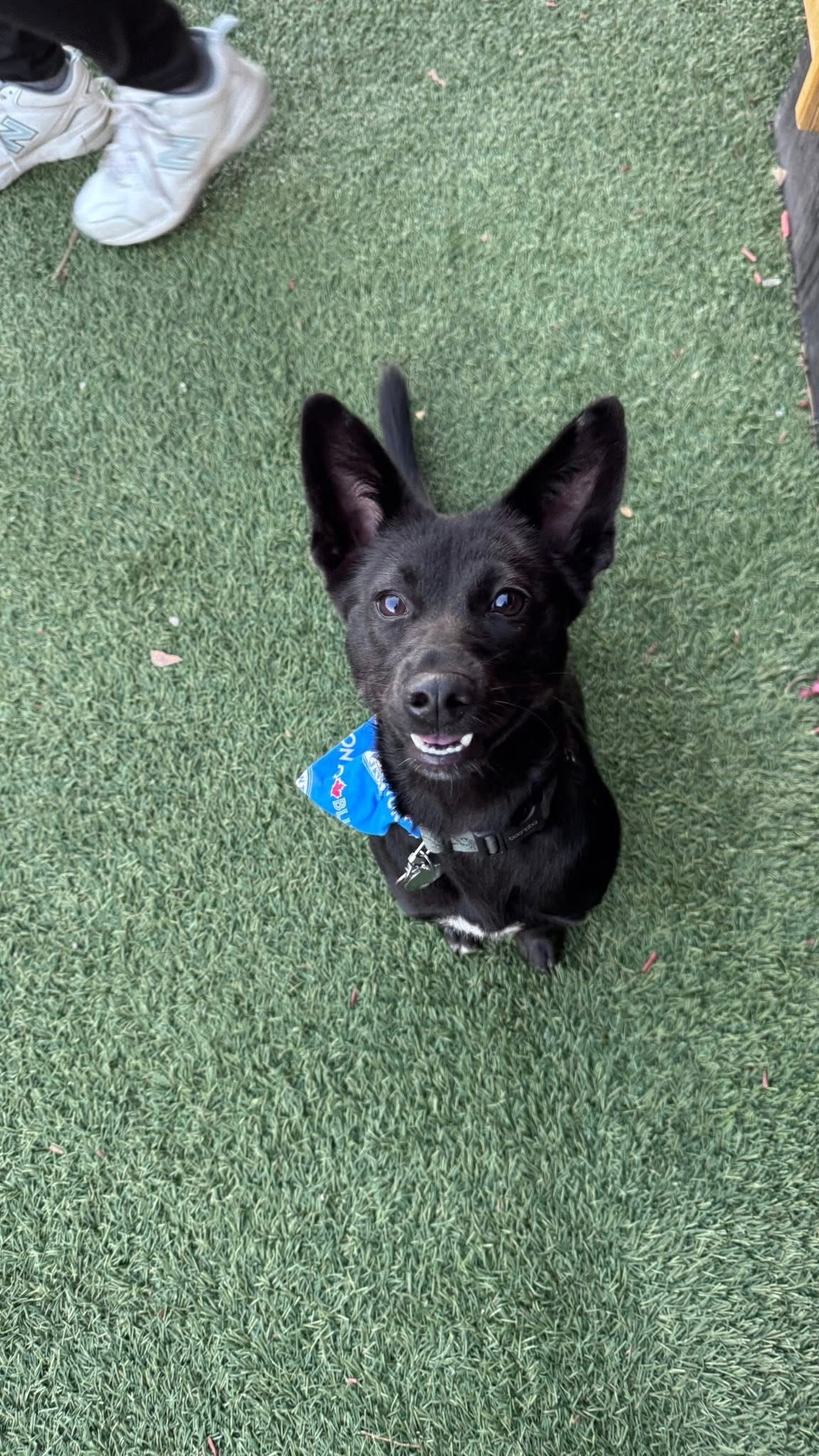 [해외입양] 캐나다 토론토에서 전해온 '대콩이' 소식💌