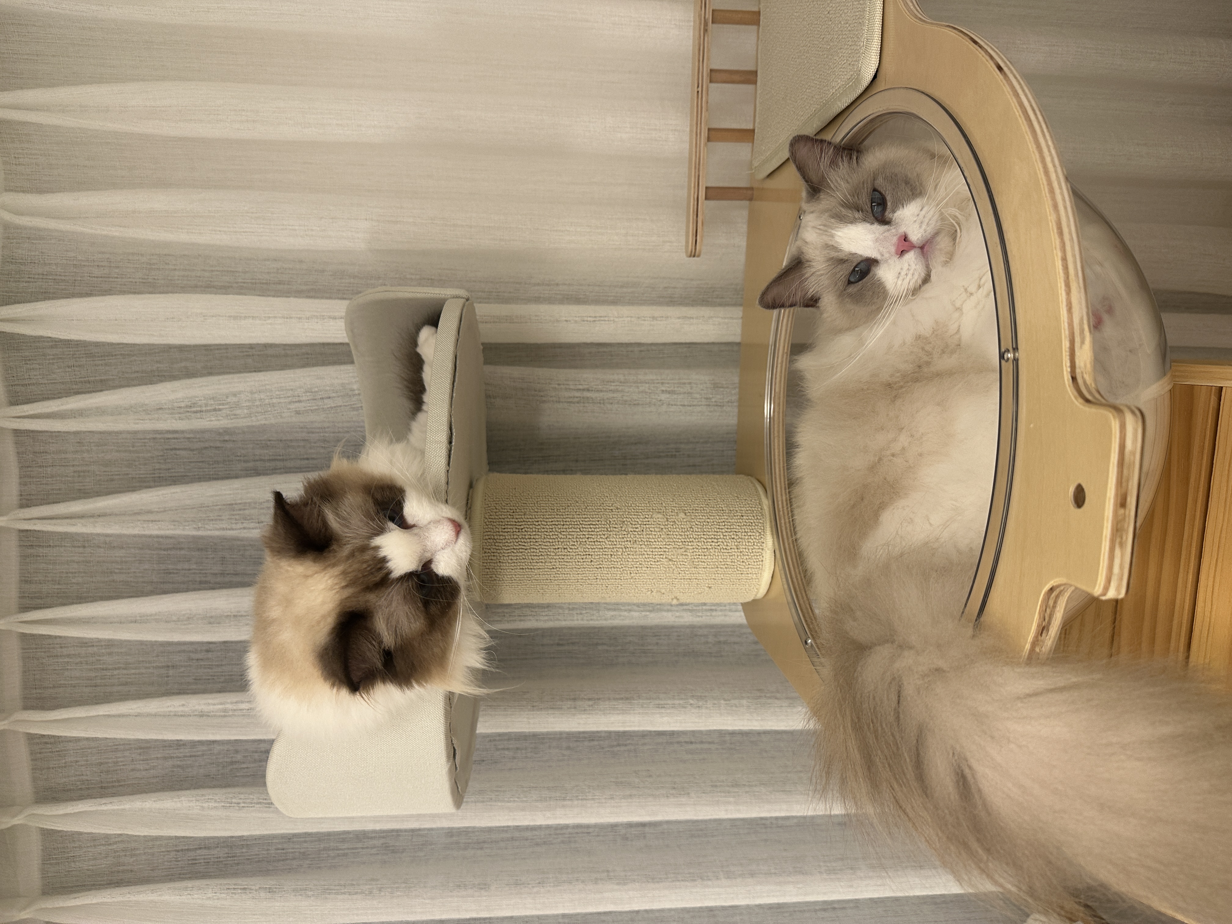 구 라푼젤 현 라라 1주일 입양기 feat. 현 샤샤 구 에리얼