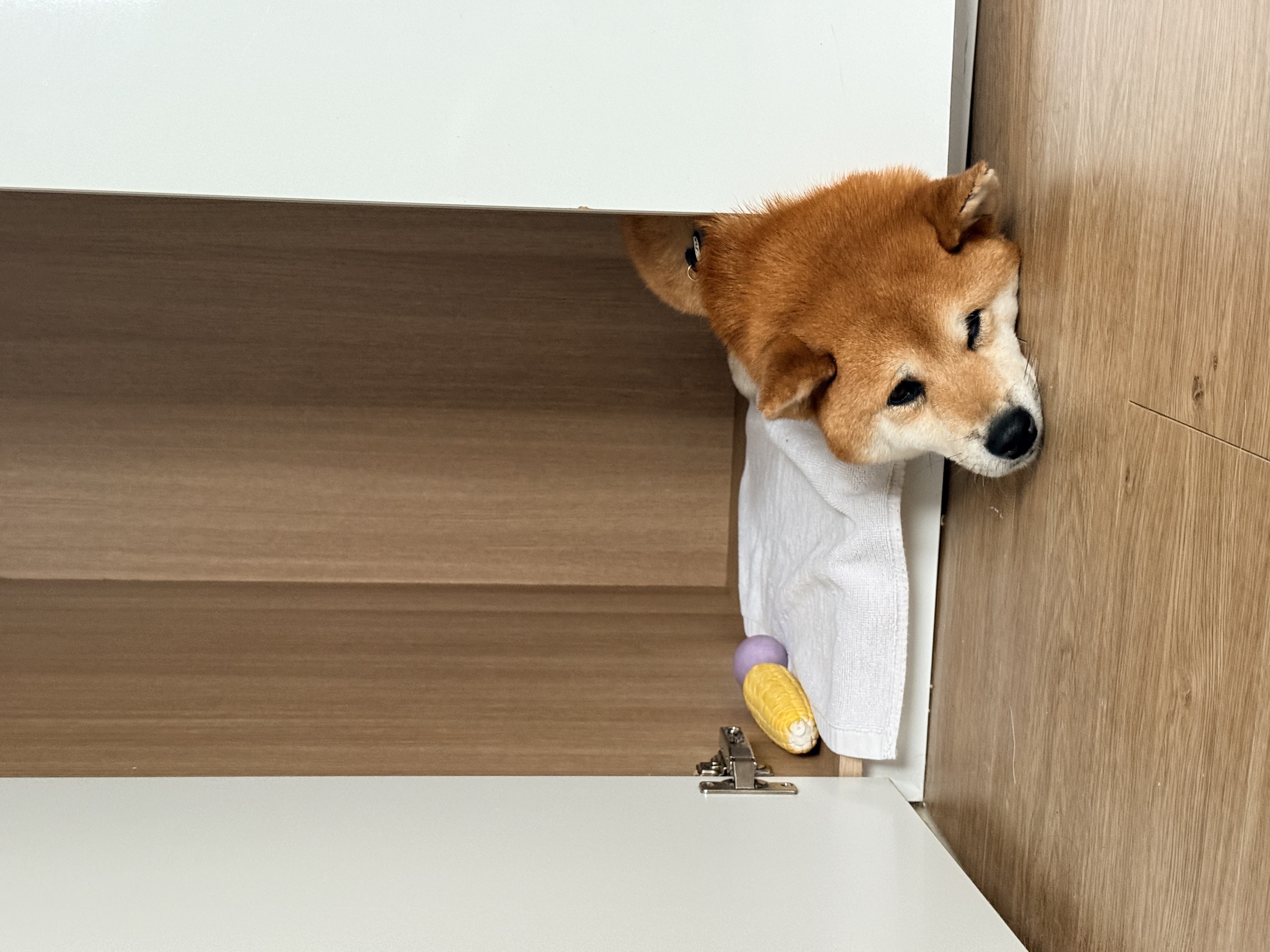 동배(쫑쫑이)와 어느덧 5개월을 함께 했습니다!