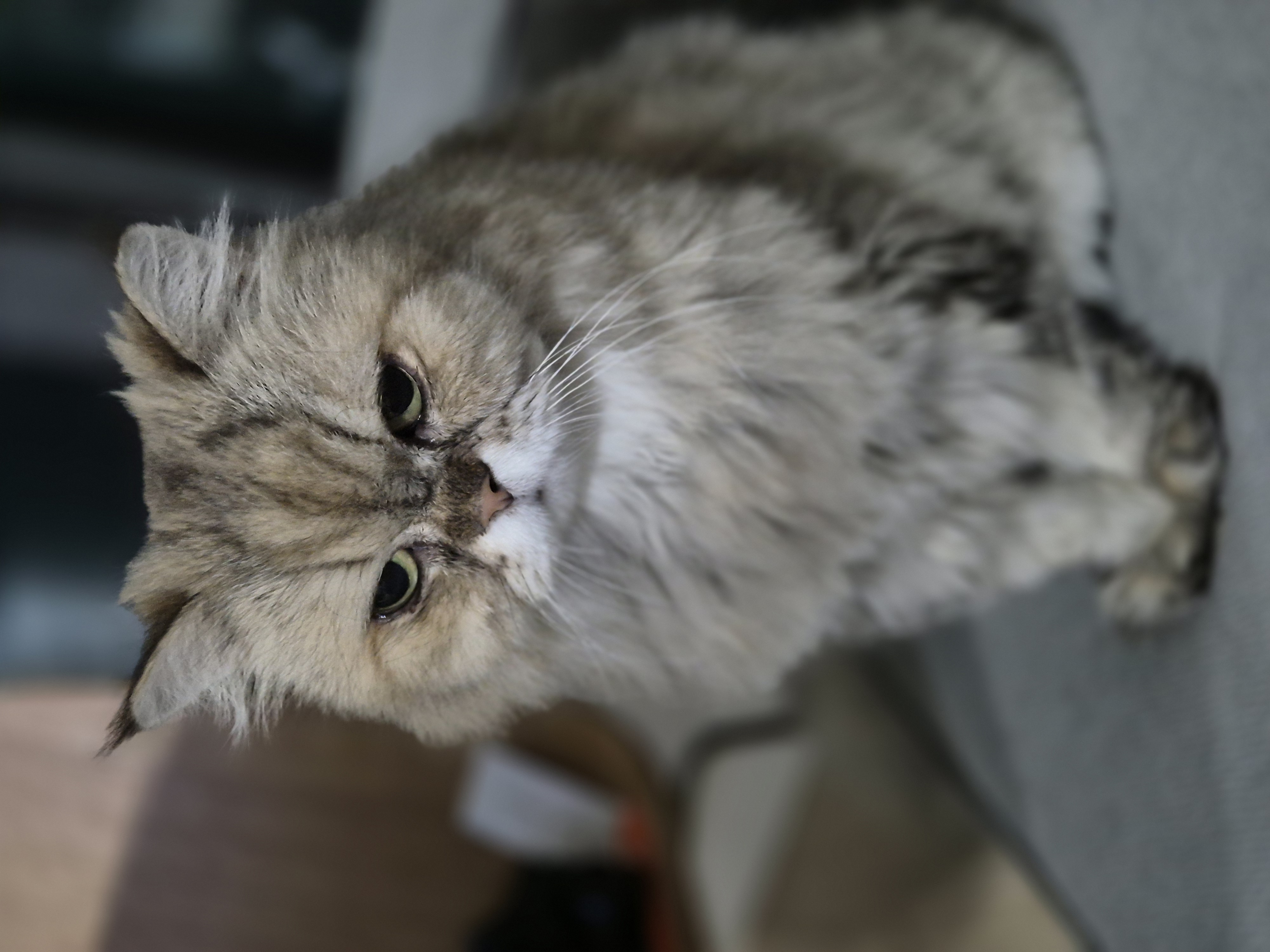 밤장이네 입니다