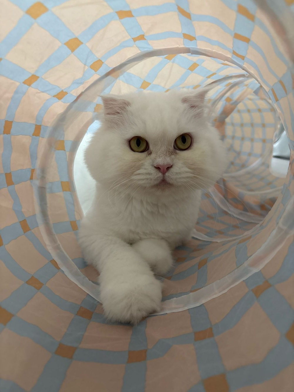 샤브(퉁퉁이)와의 1년