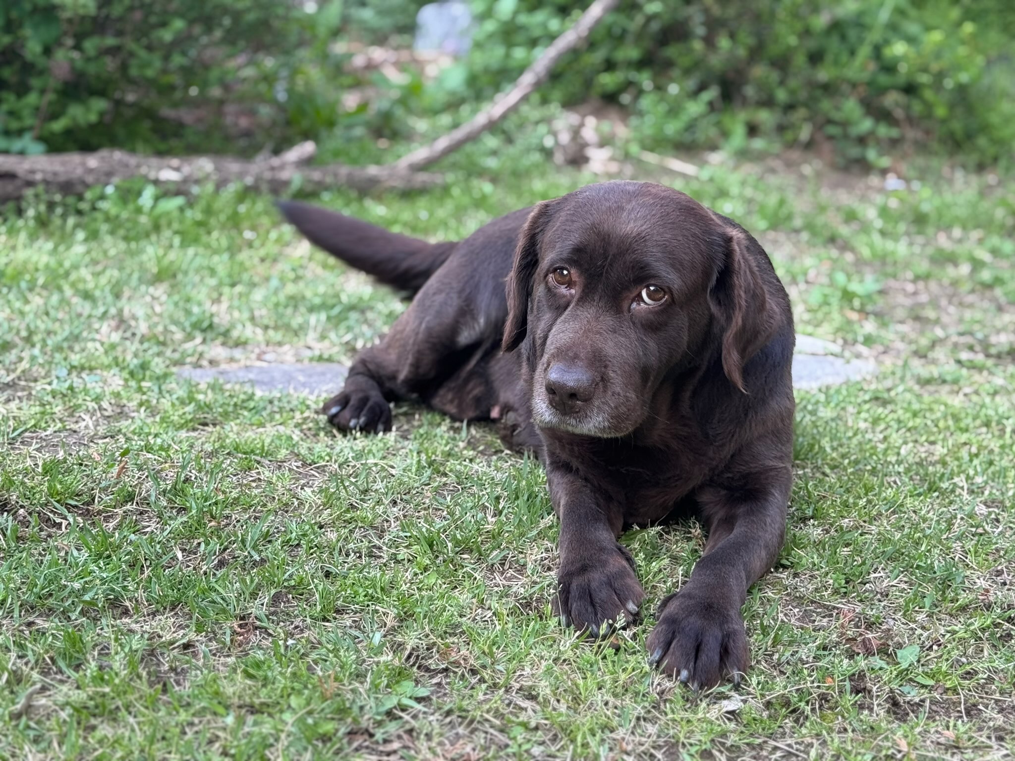 로랑이 잘지내고 있어요~