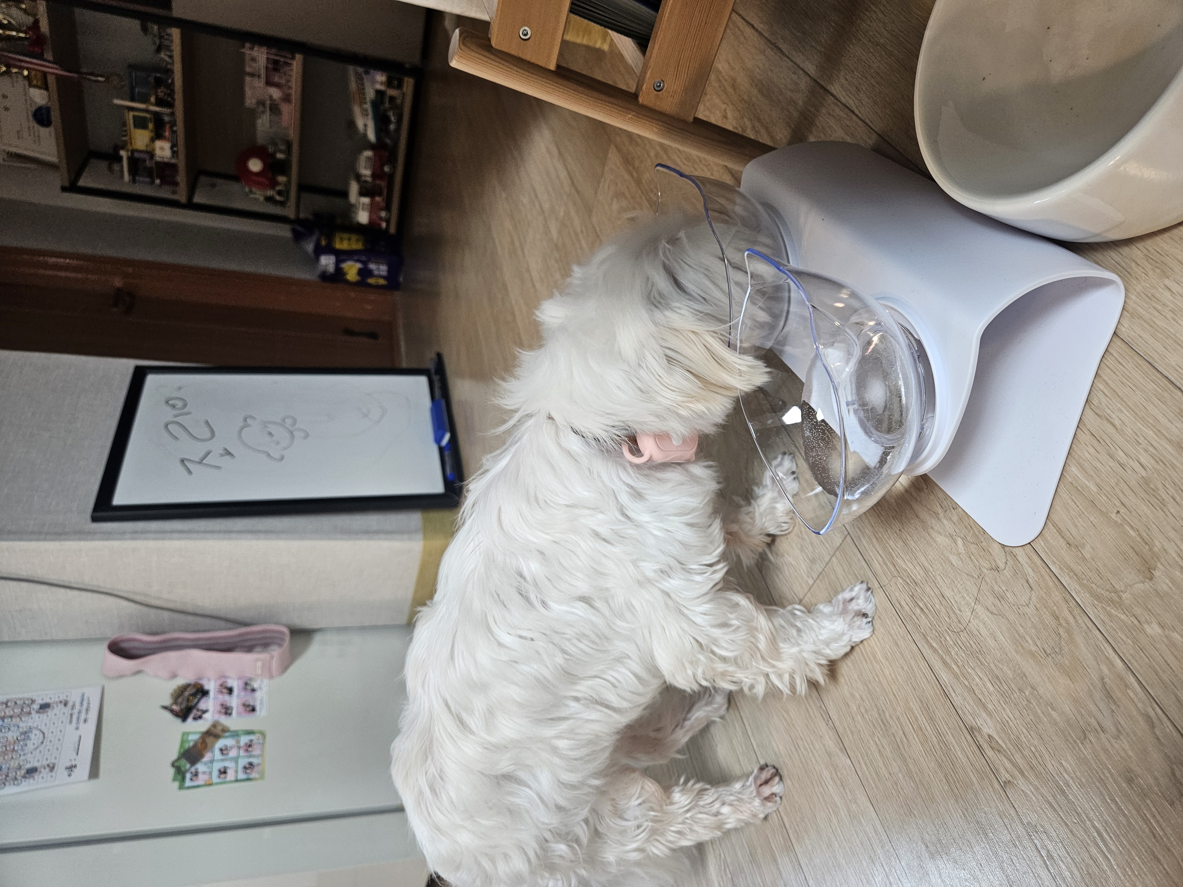 조리 임보 7일차