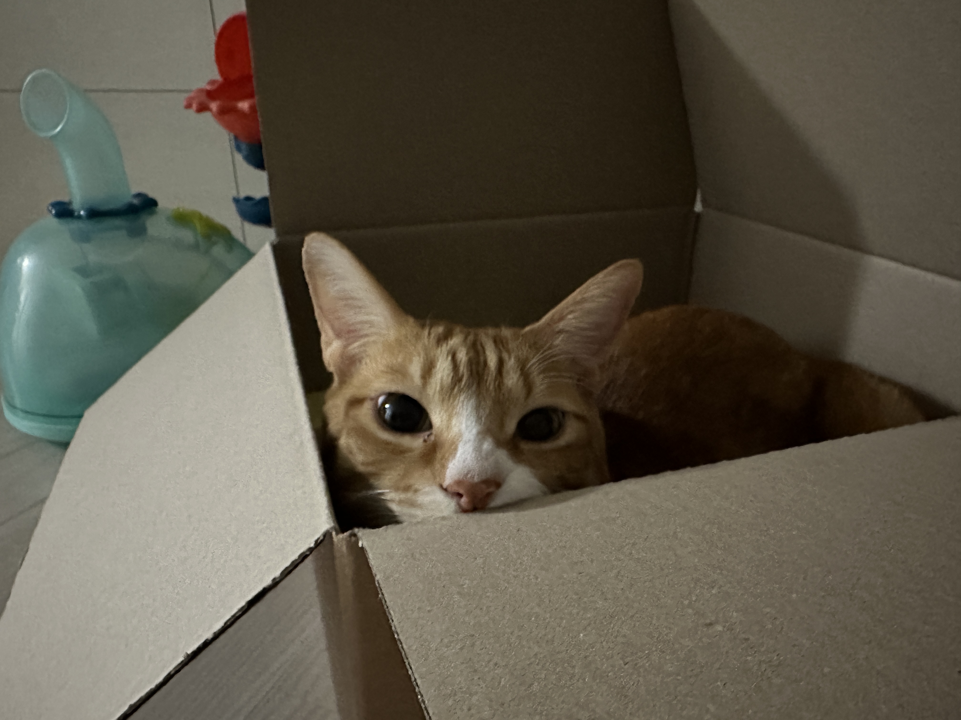 리치 5년 입양 후기