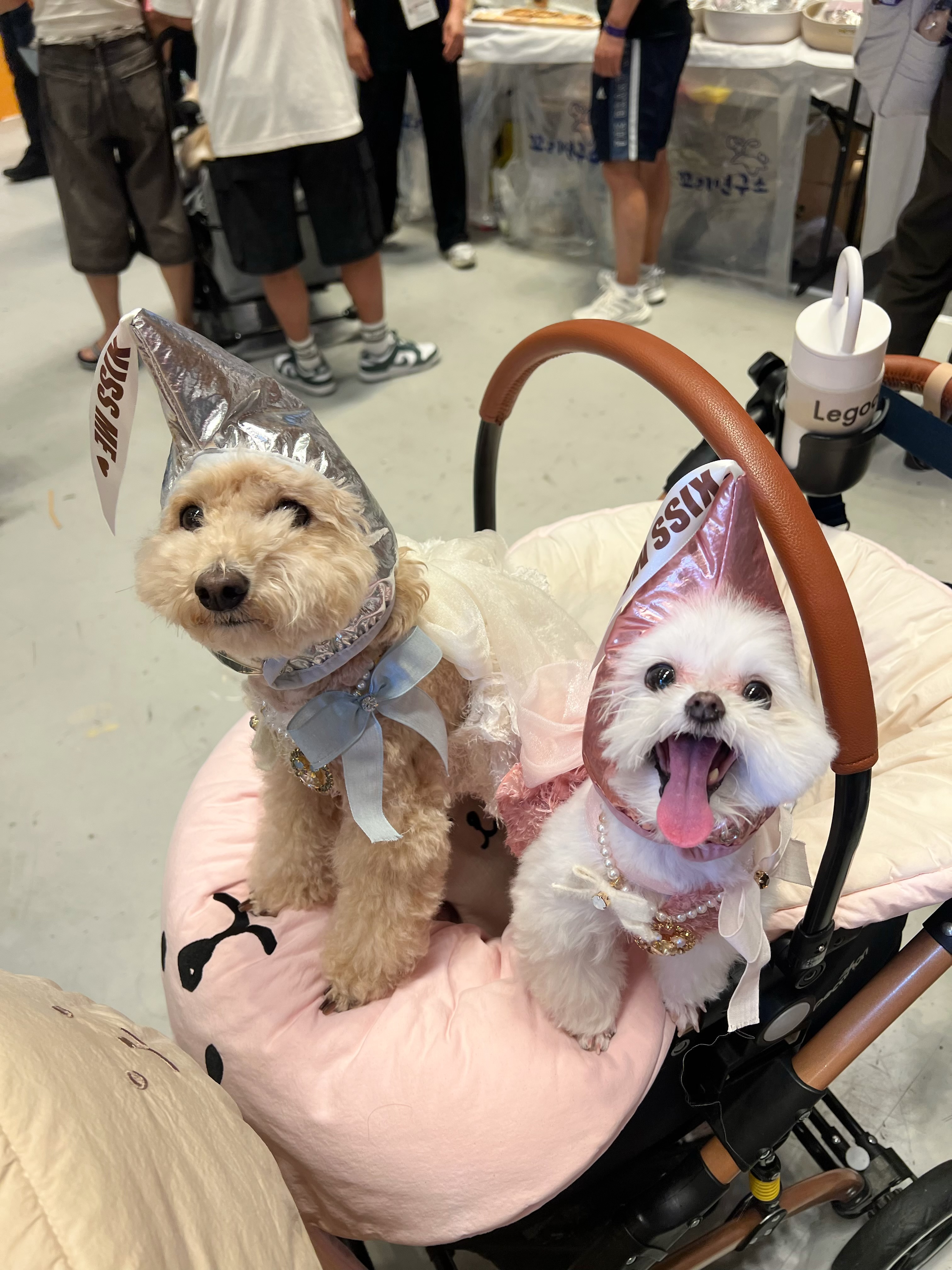 아산 가희->나엘 입양 3주년