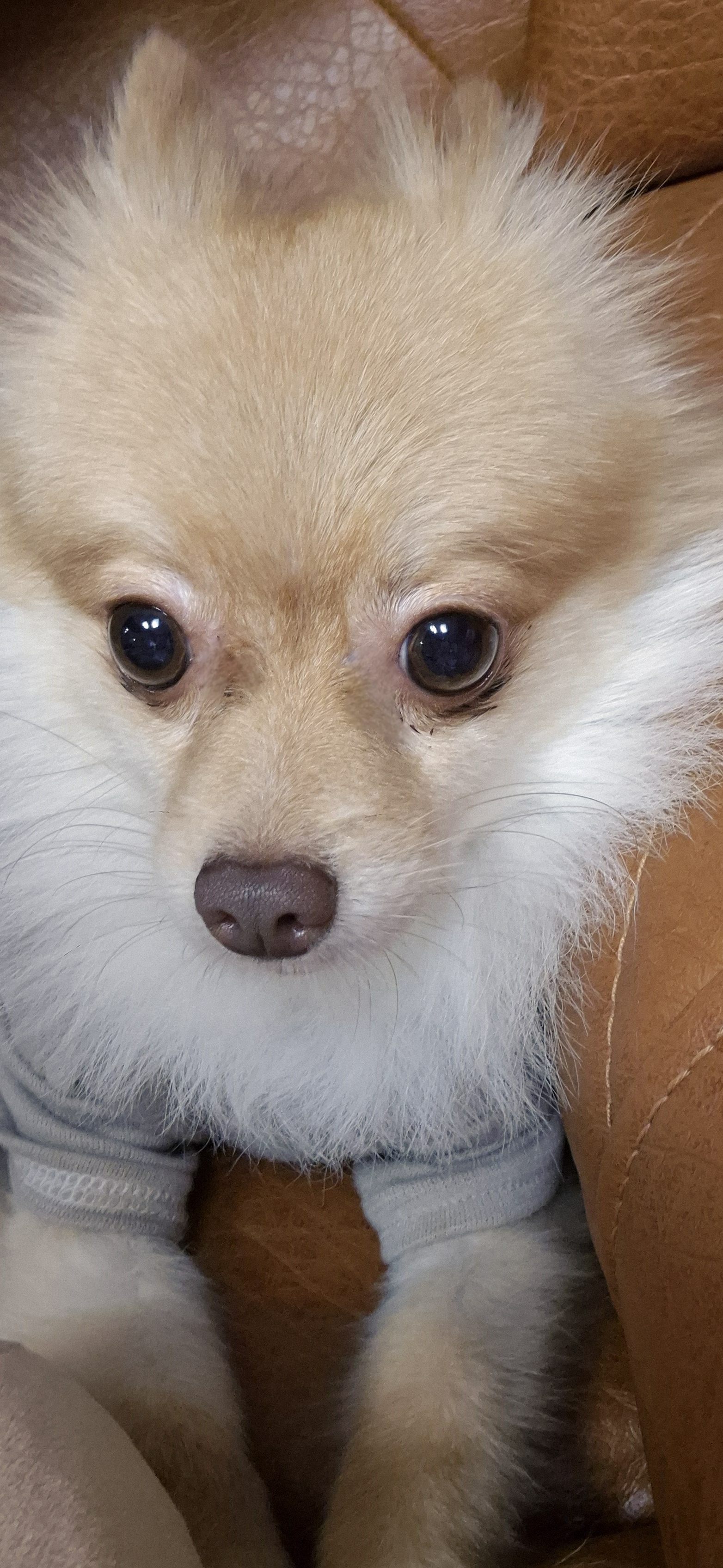 애니(여우) 입양 세 달 차