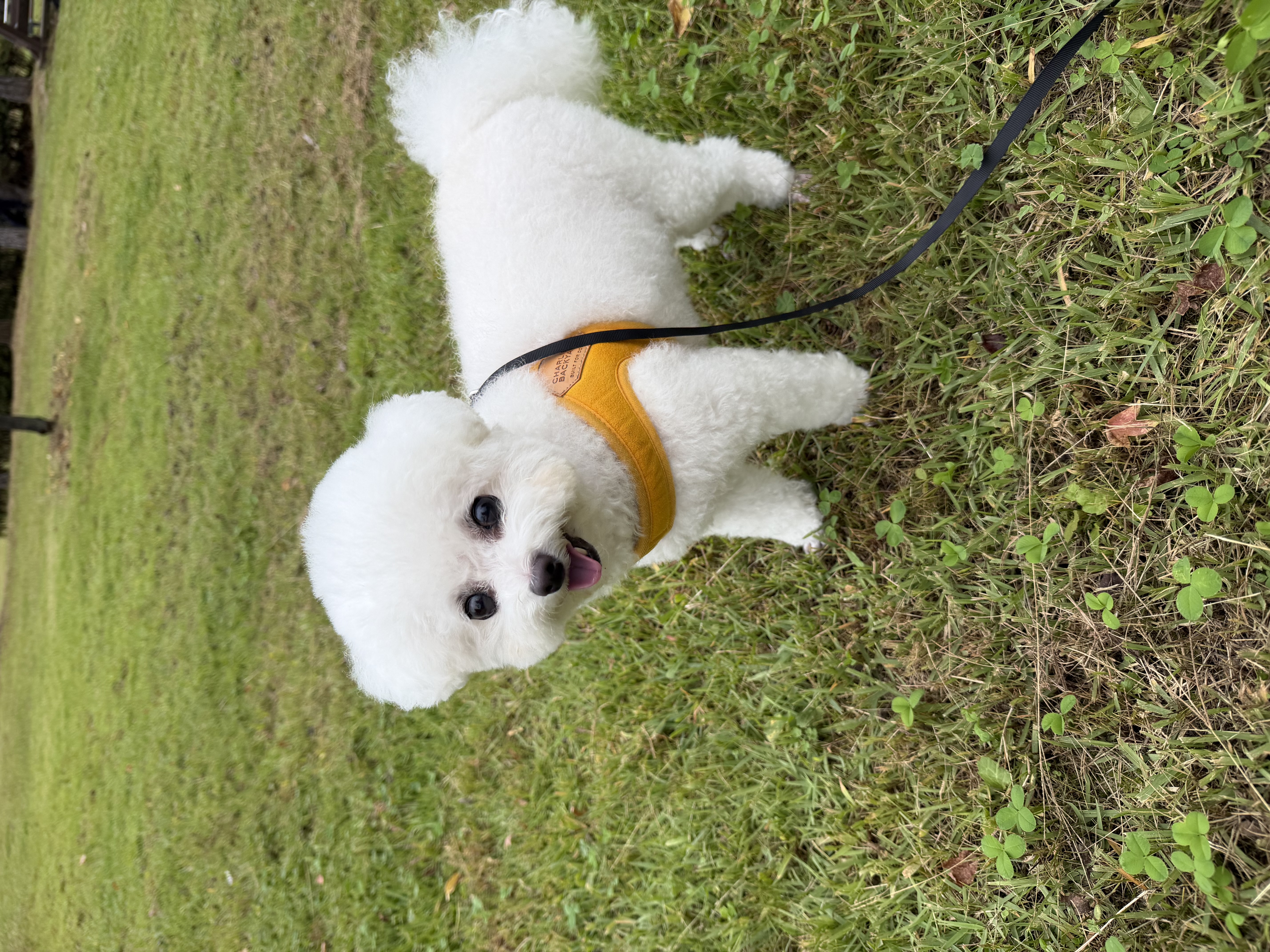 콩설이(조이) 근황입니다~