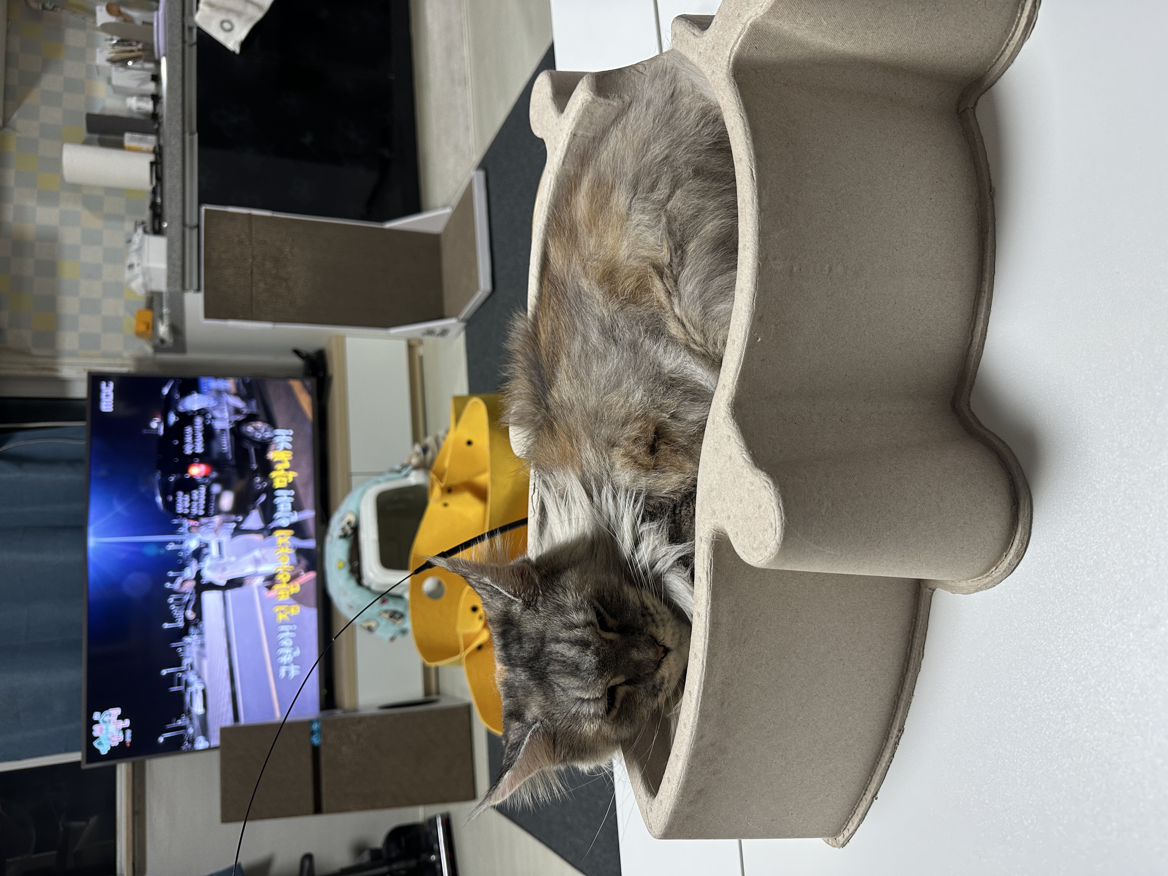 입양 3개월 백호야(이쿤이) 소식입니디