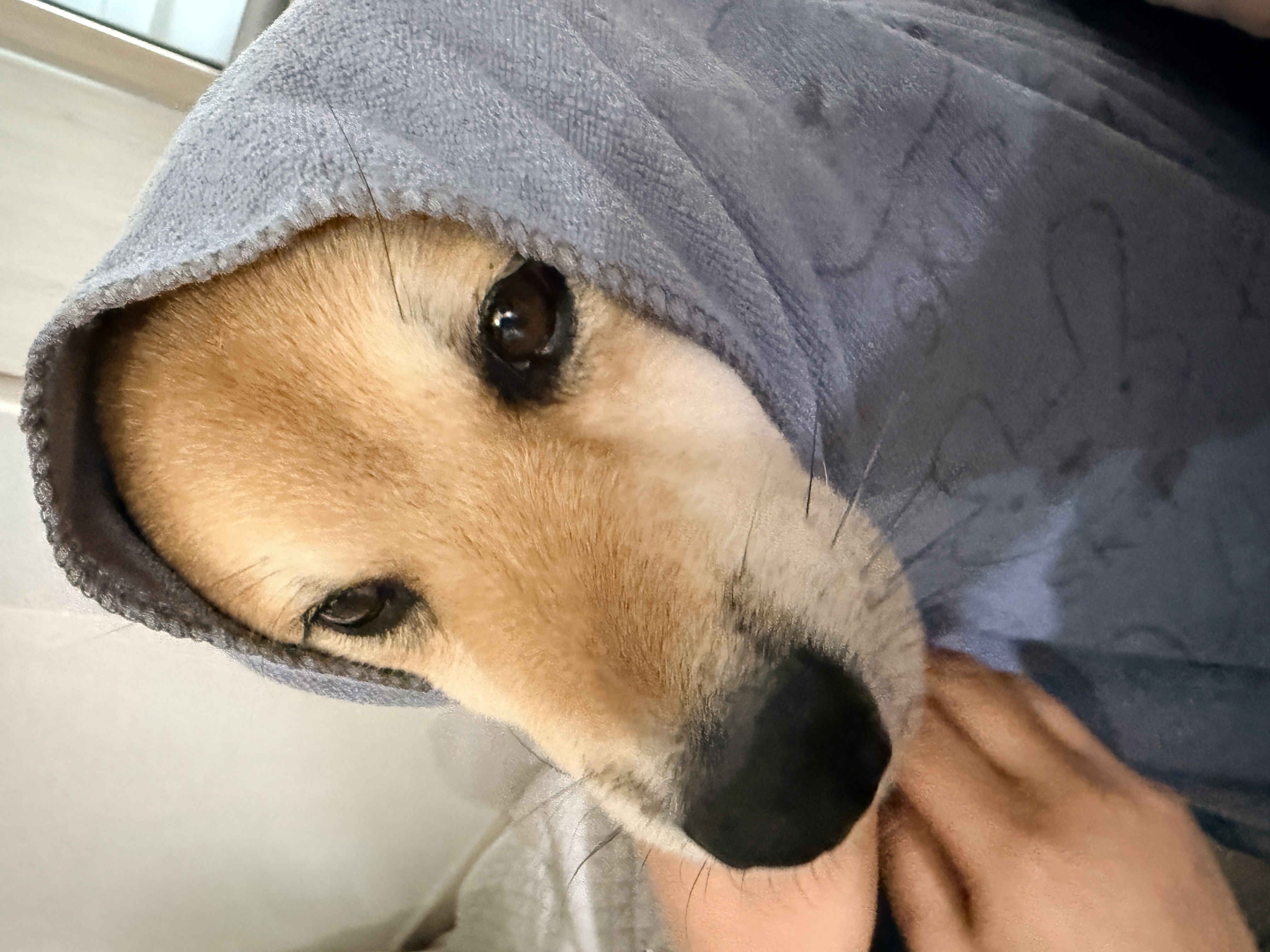 100일기념! 동배 입양 후기!!