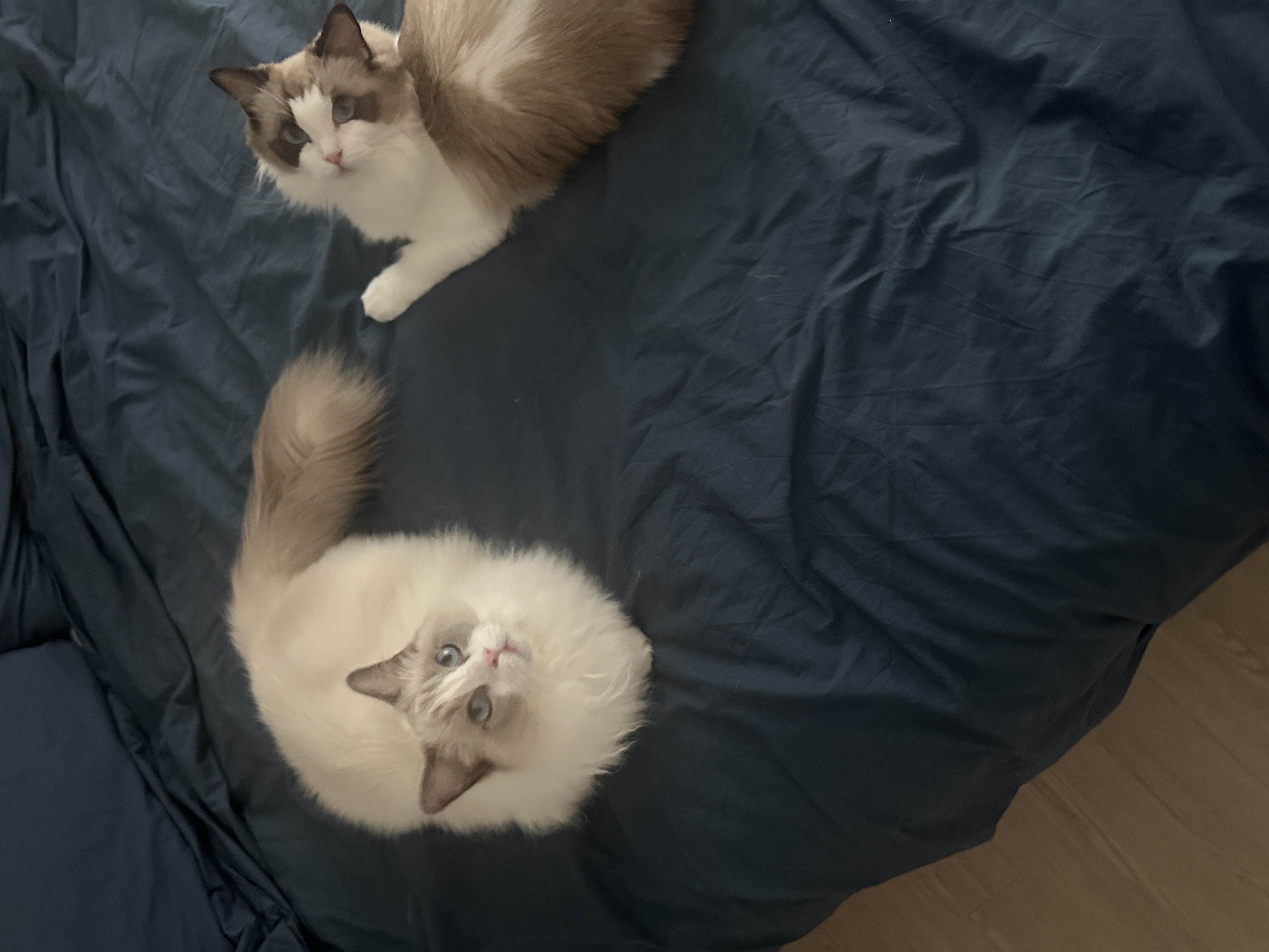 구 라푼젤 현 라라 1주일 입양기 feat. 현 샤샤 구 에리얼