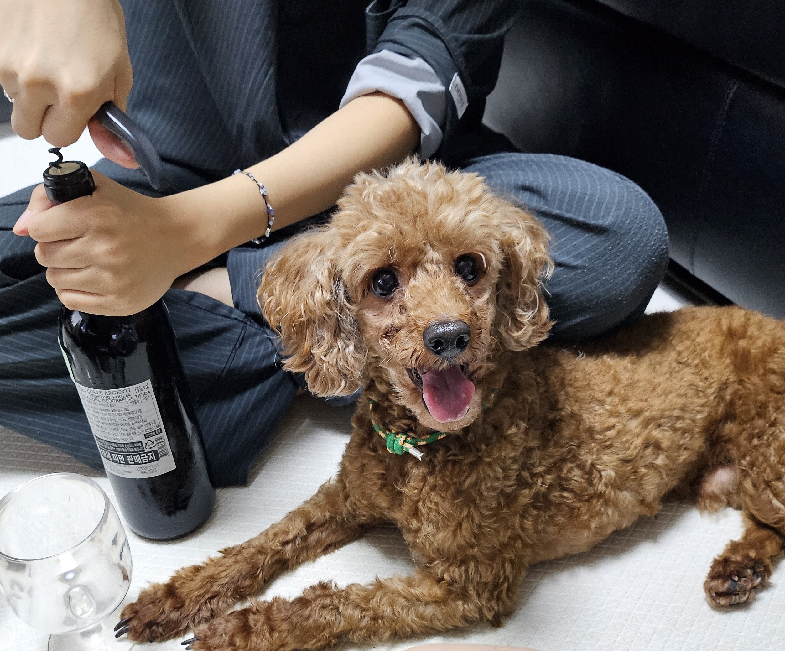 보사의 첫 가족여행~~