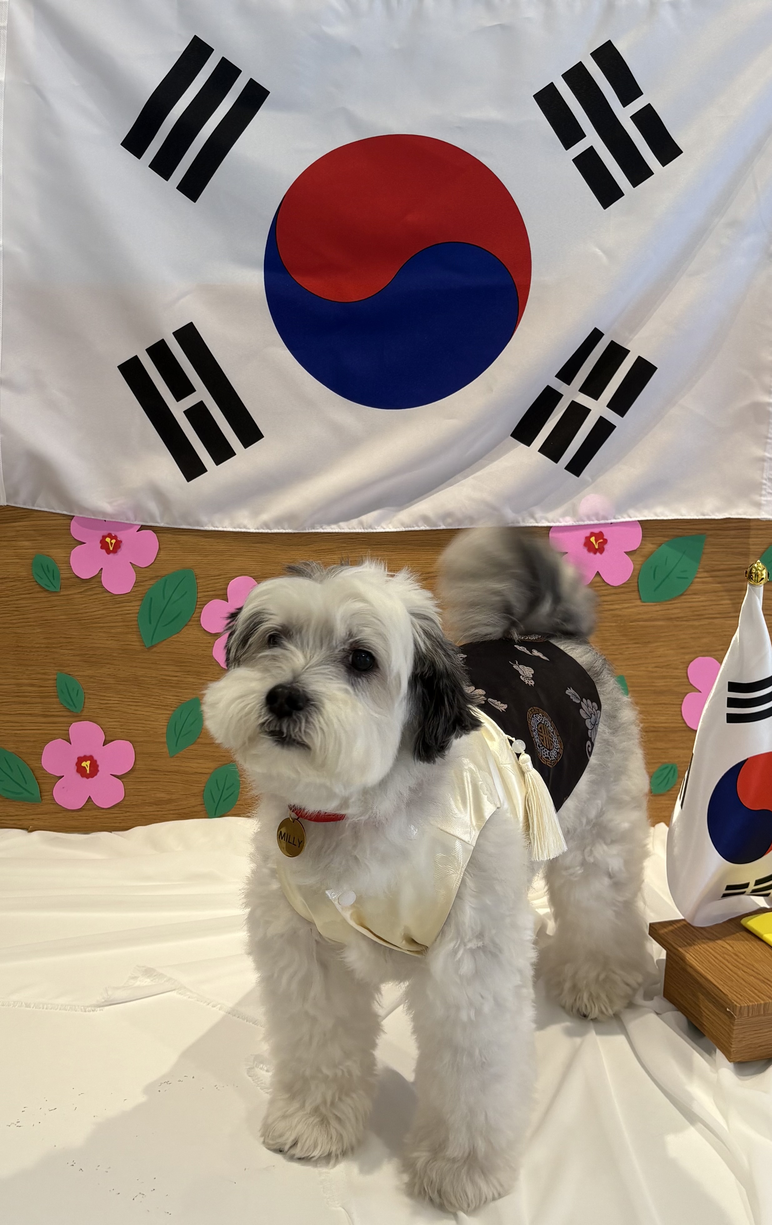 밀리(구 비뭉이) 입양 3주년 후기