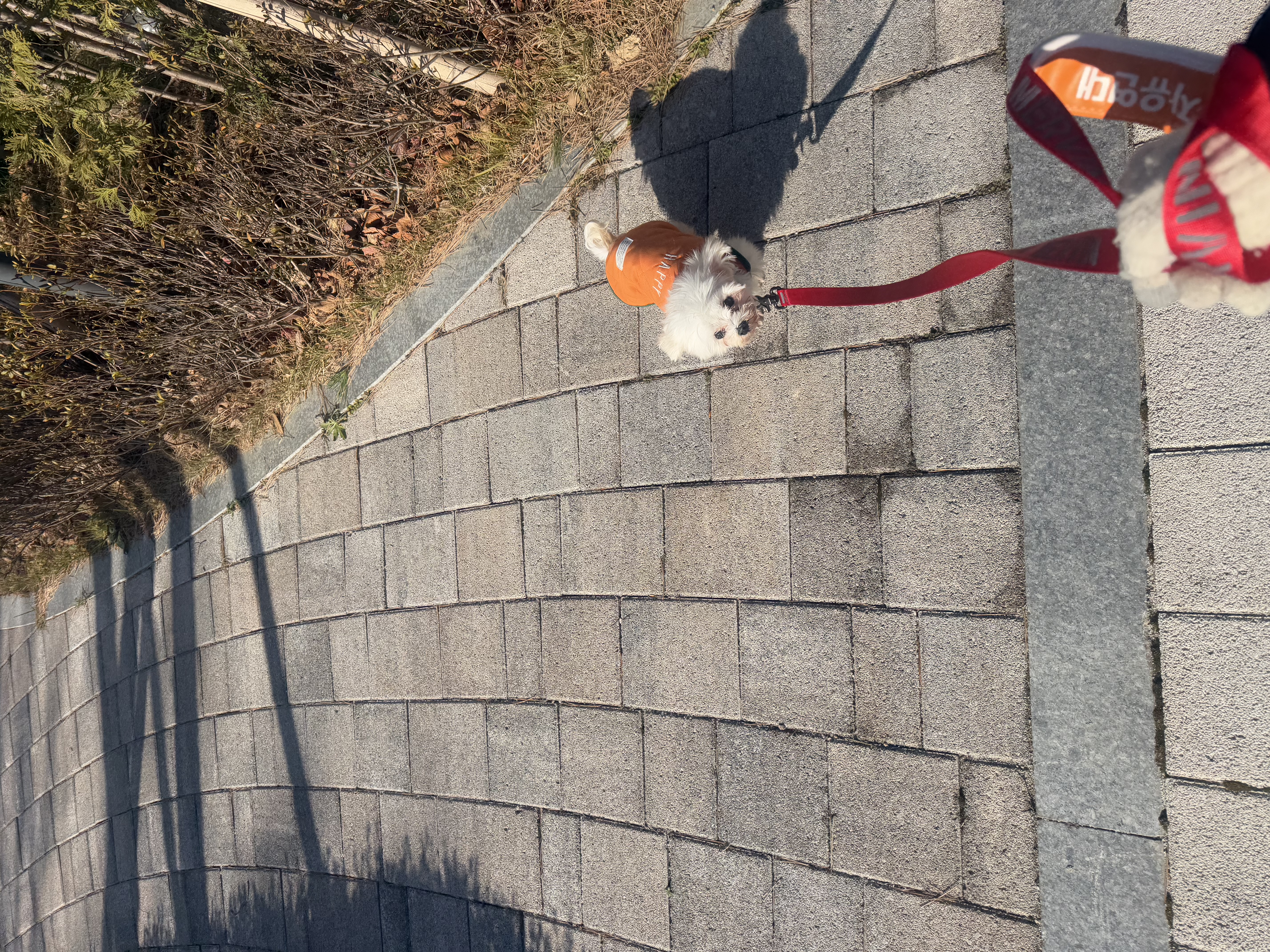 츄츄 와의 일상