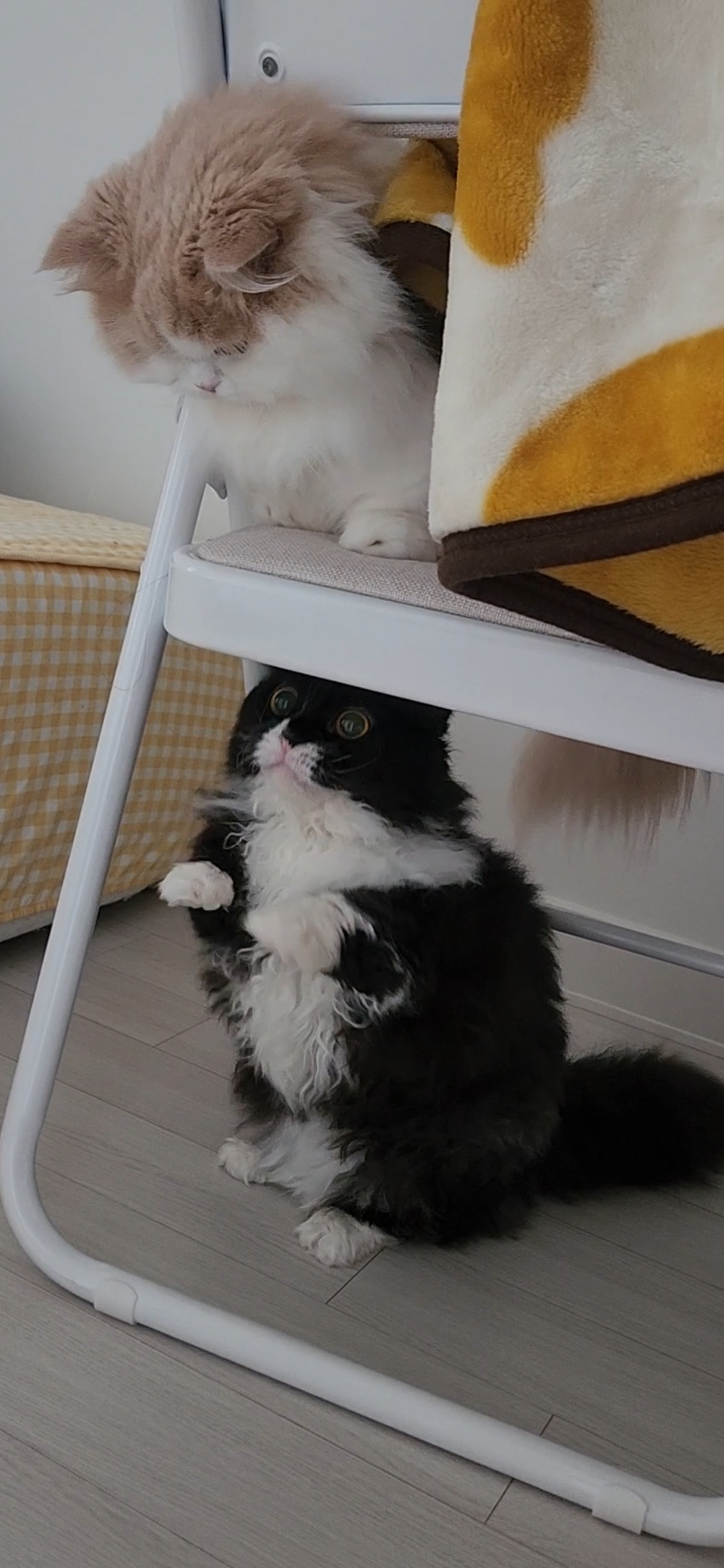 [울산구조묘] 라니(구 먼지)의 행복한 근황