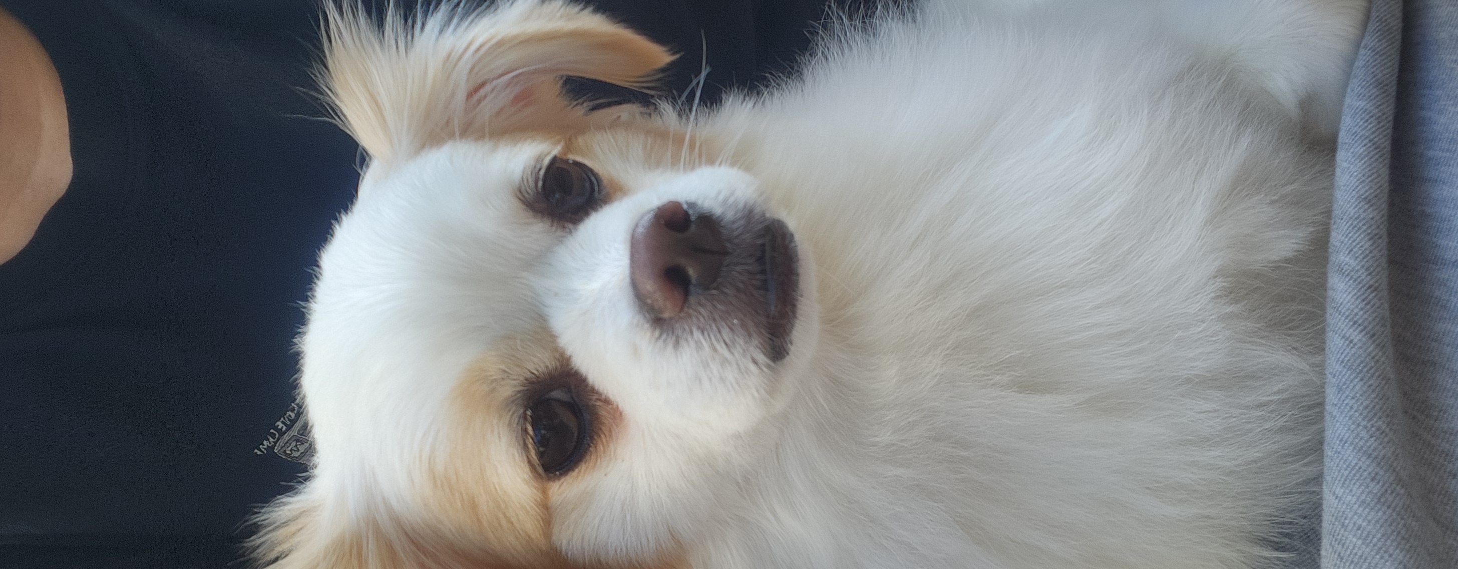 (입양전)투투.(입양후)쭌이