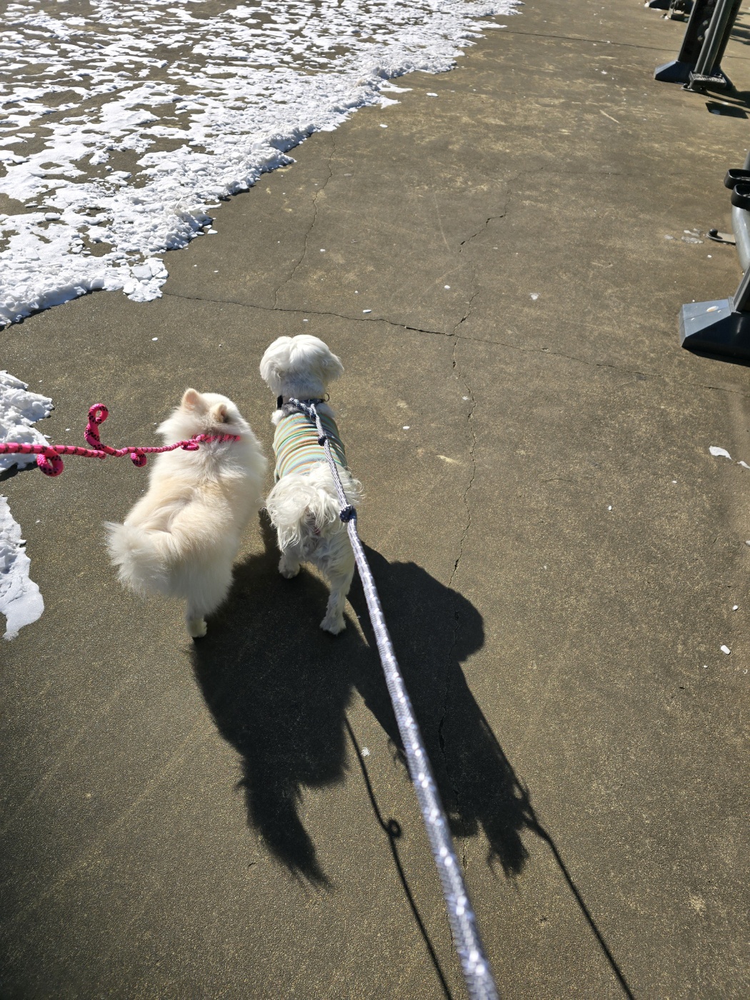 햇밤이와의 우리 세가족 이야기