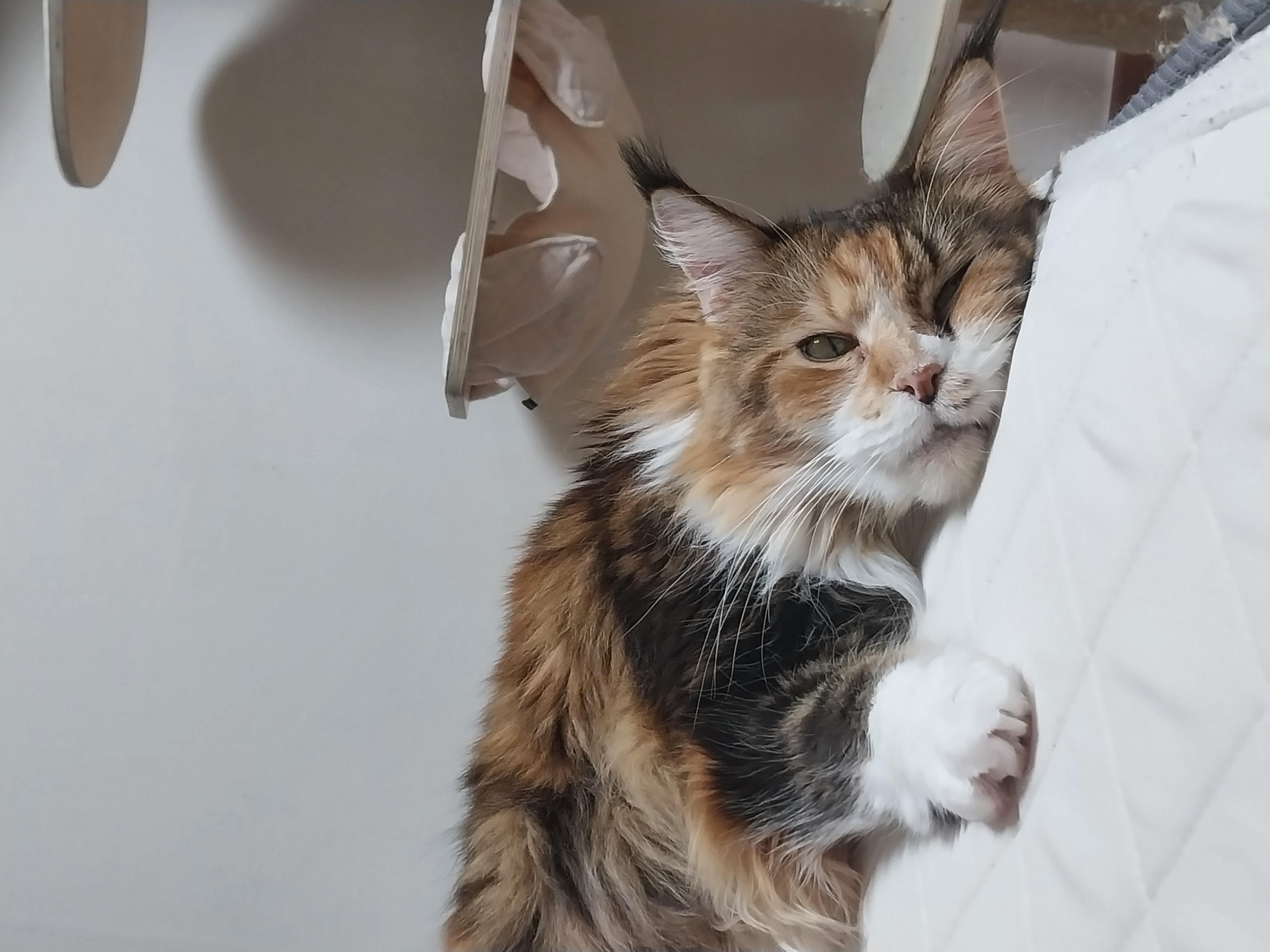 웨이 2년차 입양 후기